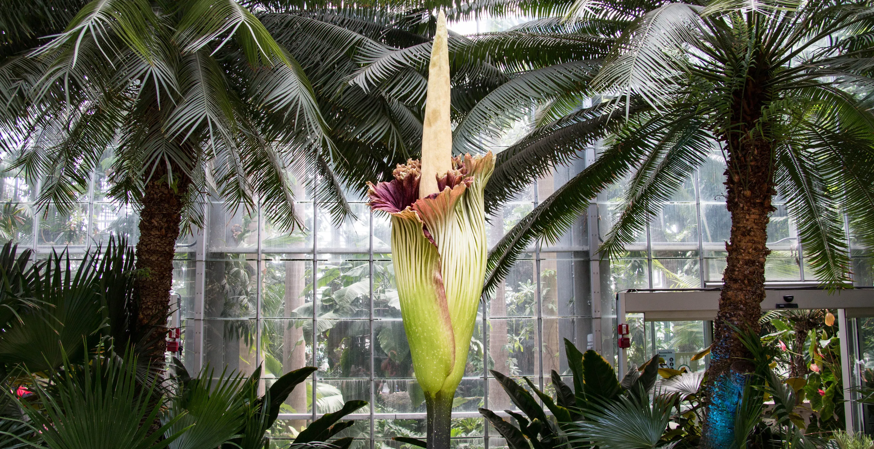 World's Smelliest Plant Smells Like "A Food Bin That's Overflowing"