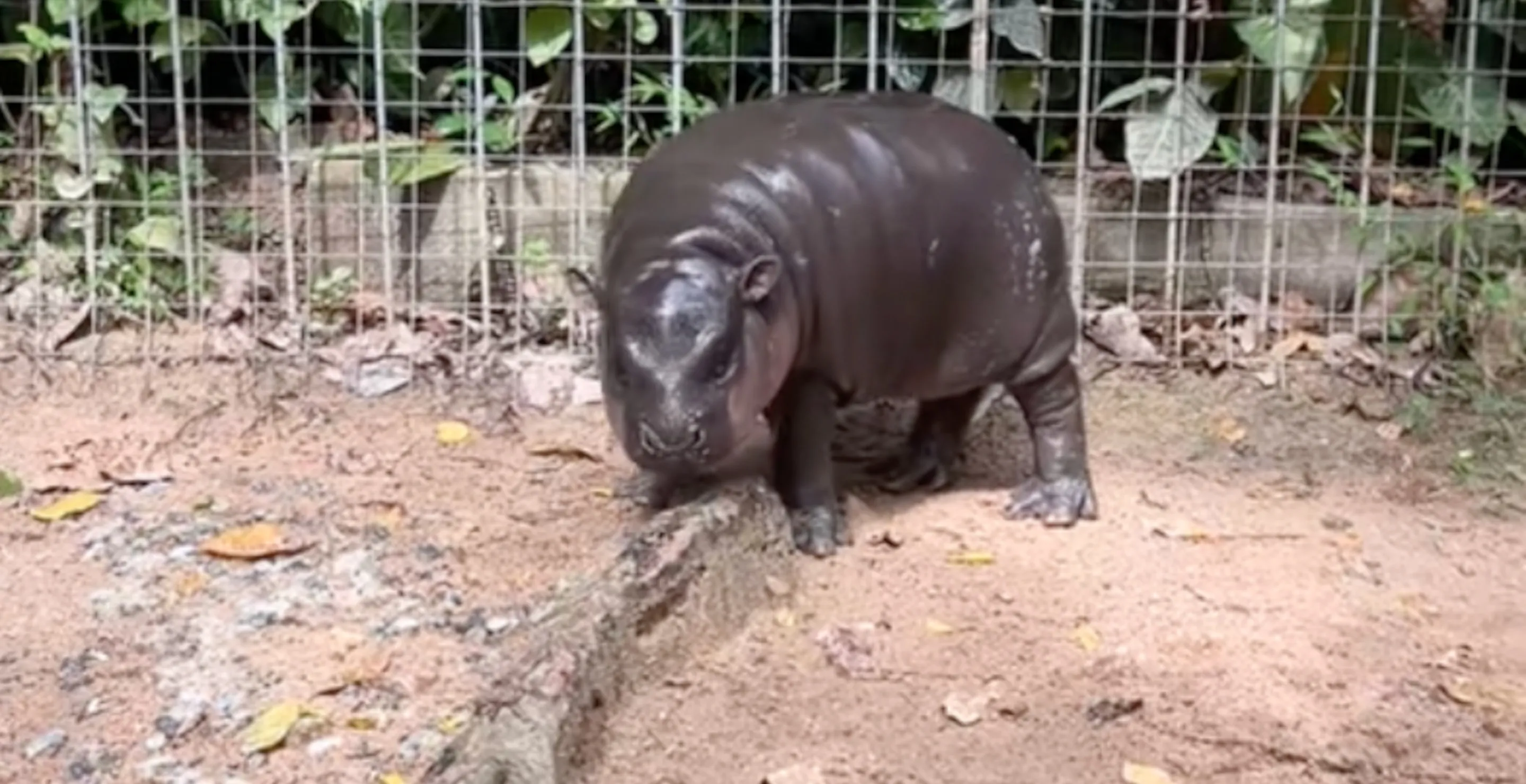 Zoo Visitors Abuse Adorable Viral Hippo In An Attempt To Wake It Up