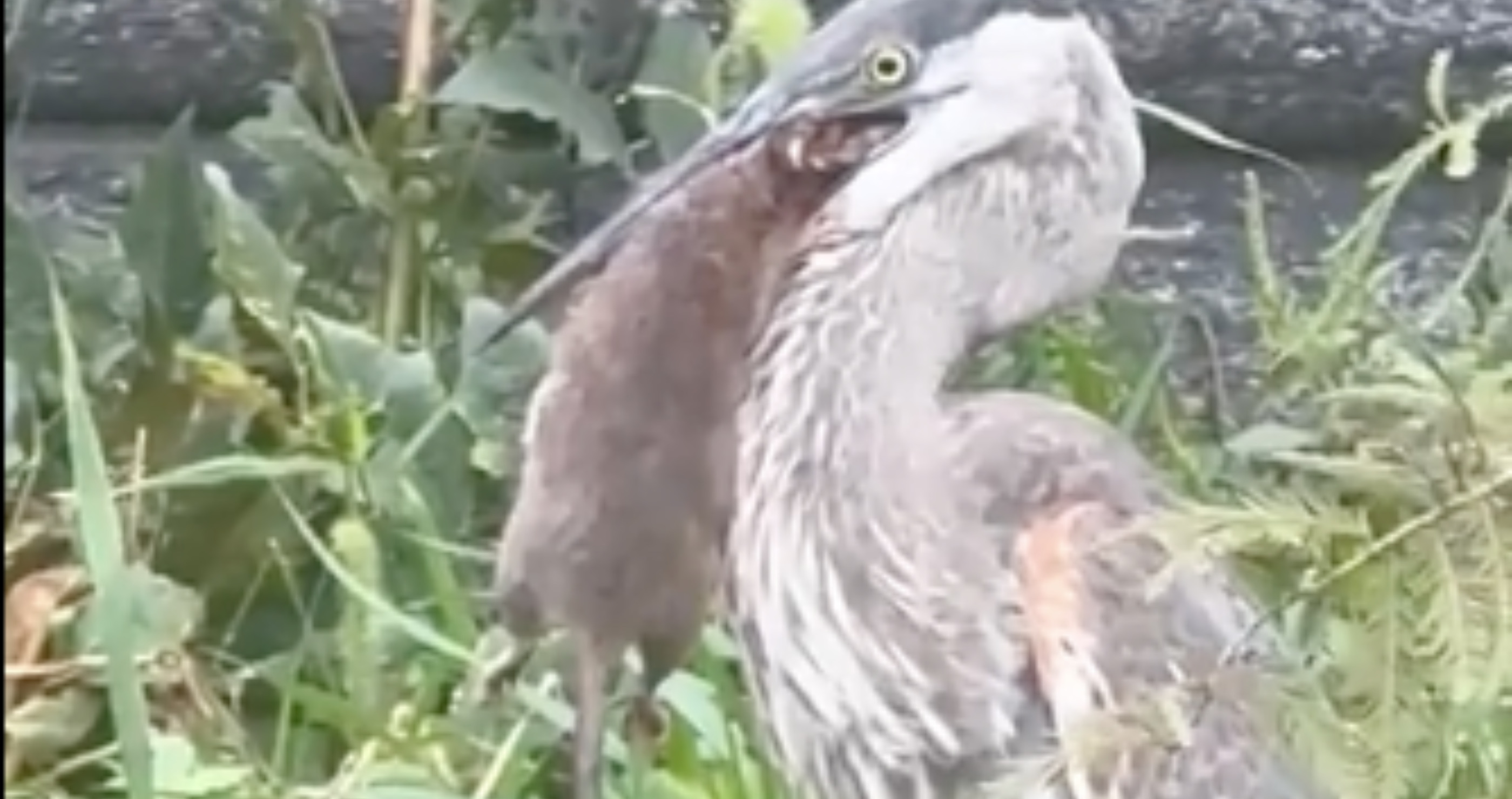 blue heron swallows giant rat