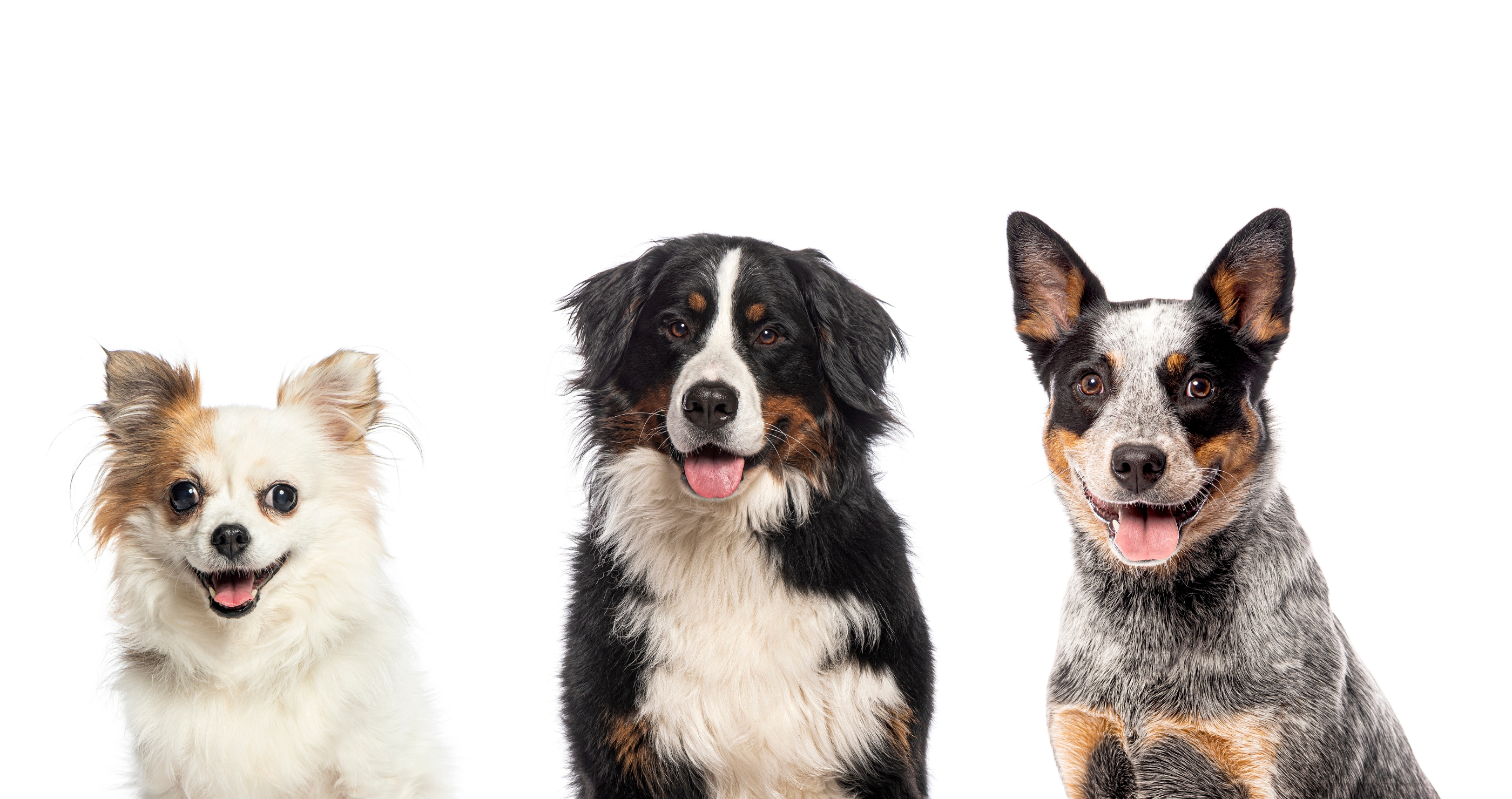 five dog breeds you should never own