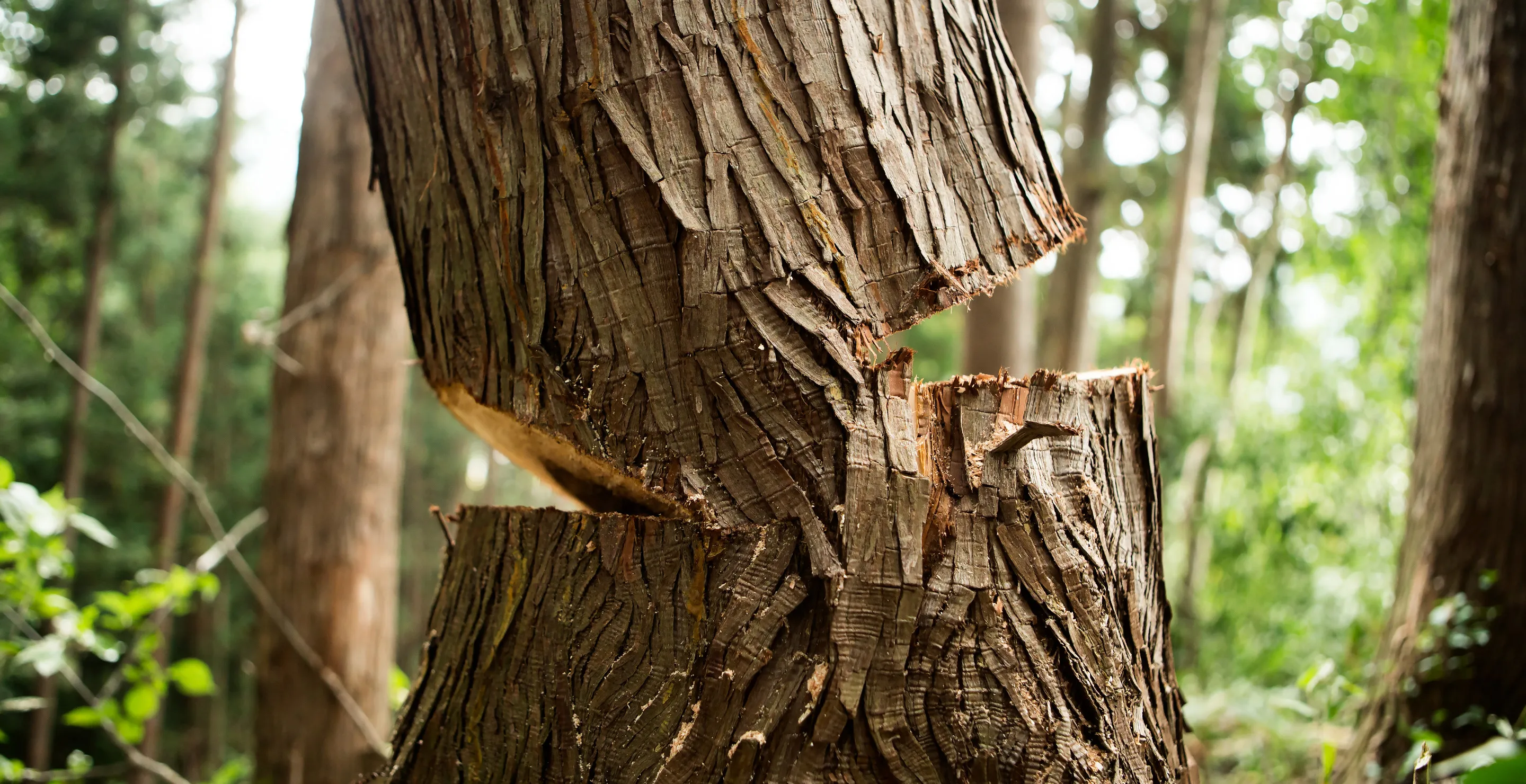 12-Year-Old Boy Dies After Tree Falls On Him While Playing Outside