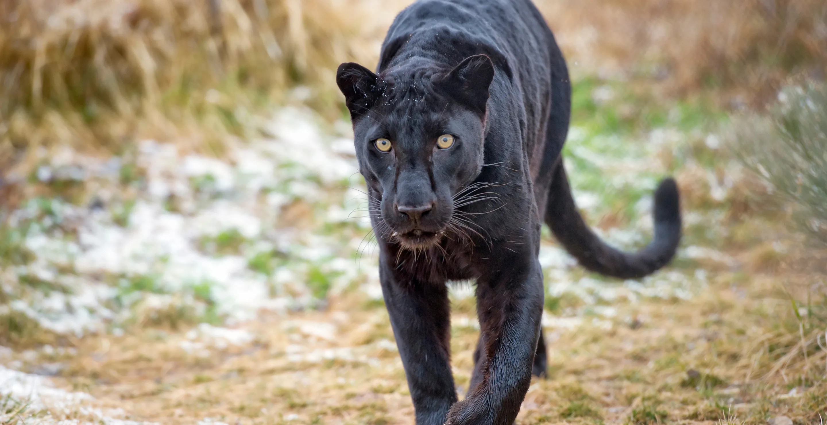 3-Year-Old Boy Mauled By Panther After Father Convinces Circus Works To Let Animal Out Of Cage