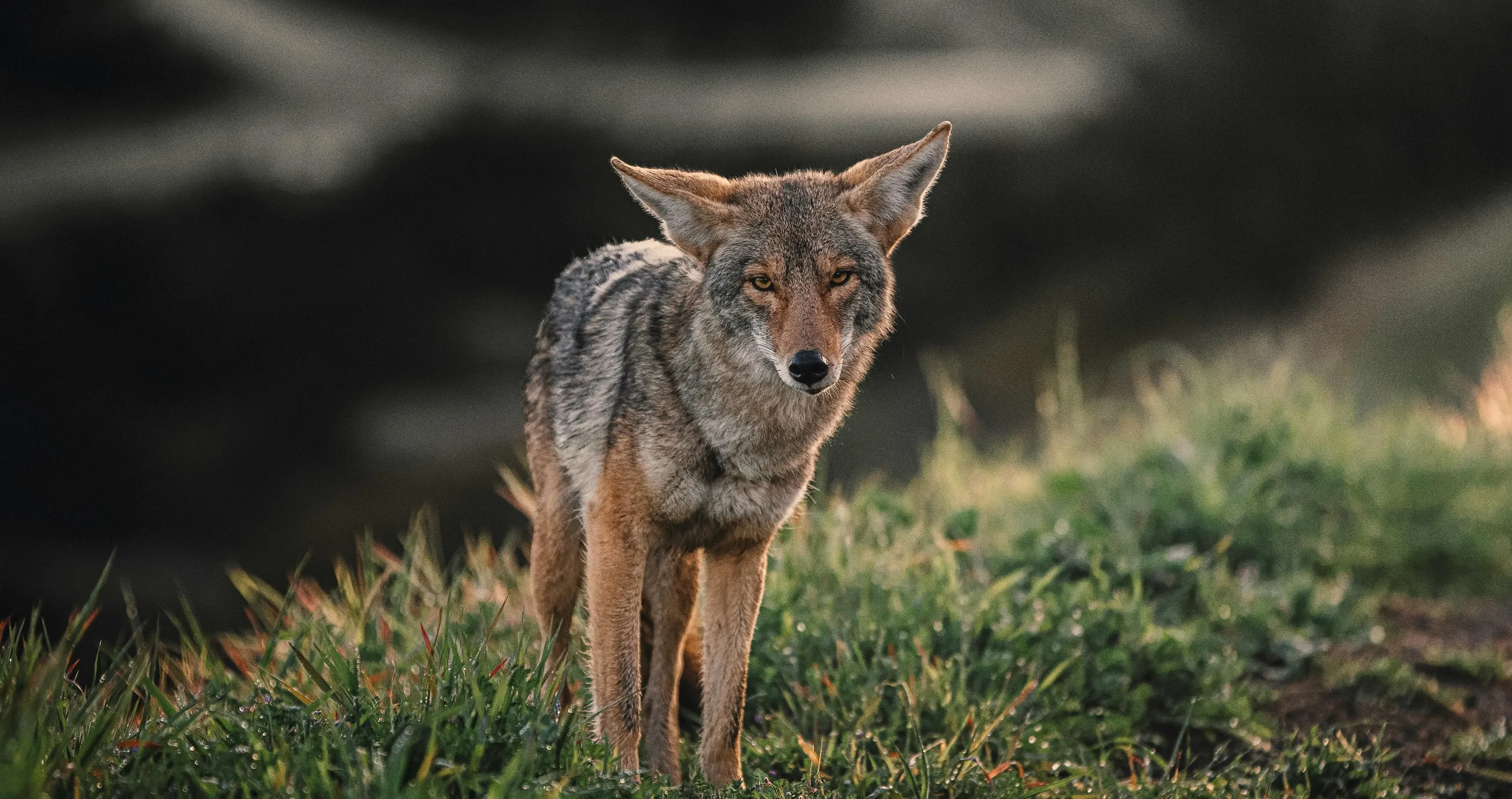 4-year-old chased by a coyote