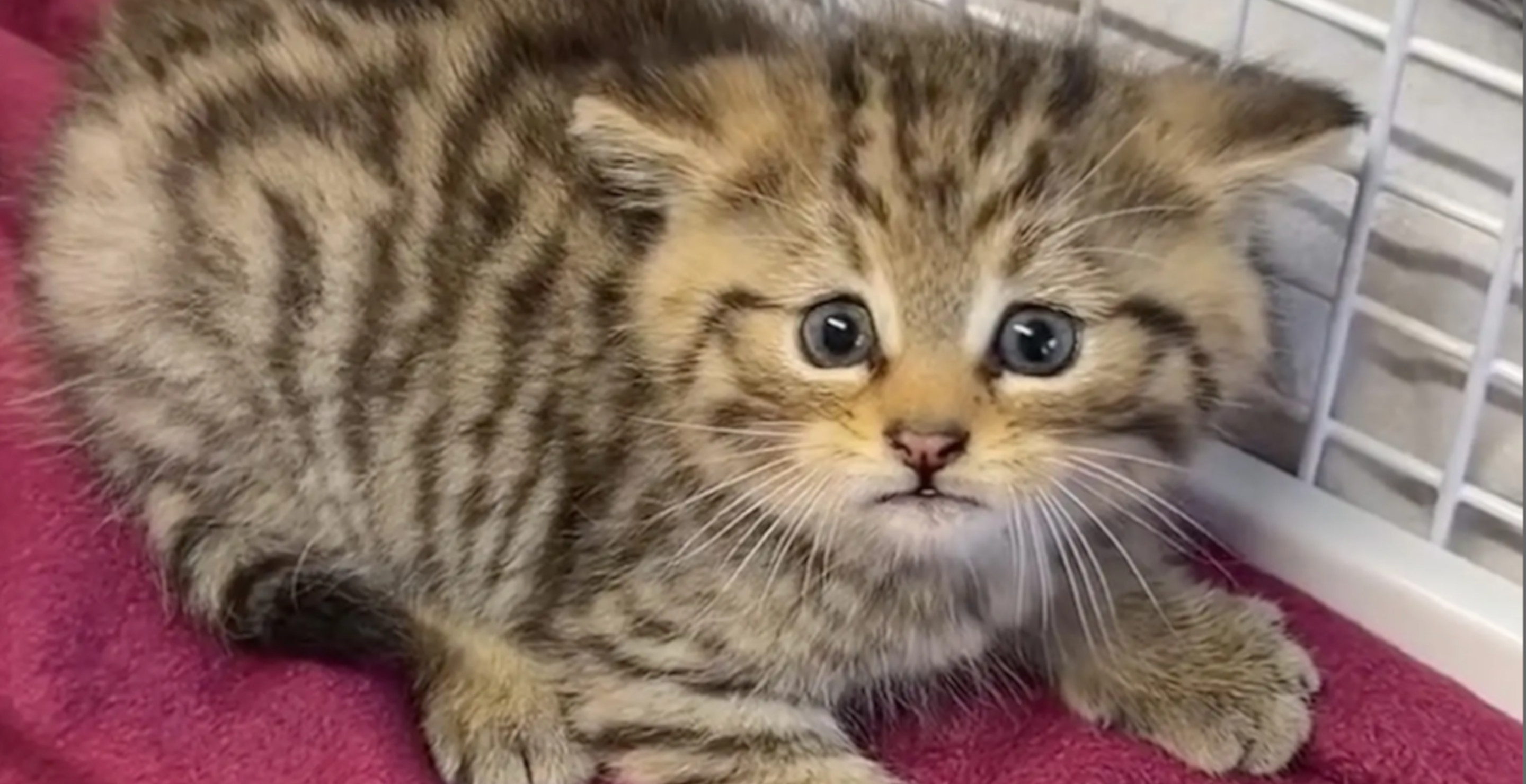 Adorable But Vicious Wildcat Is Angry After Animal Shelter Mistook It For An Abandoned Kitten