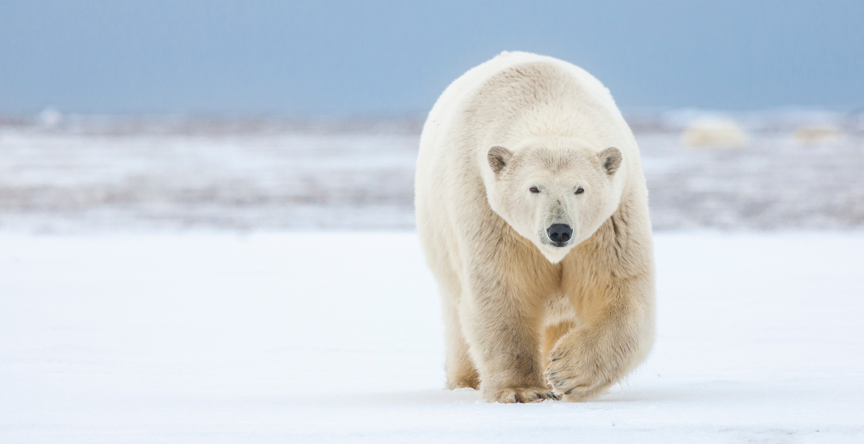 Alaskan Oil Field Has Its Own Tornado Siren For Polar Bears