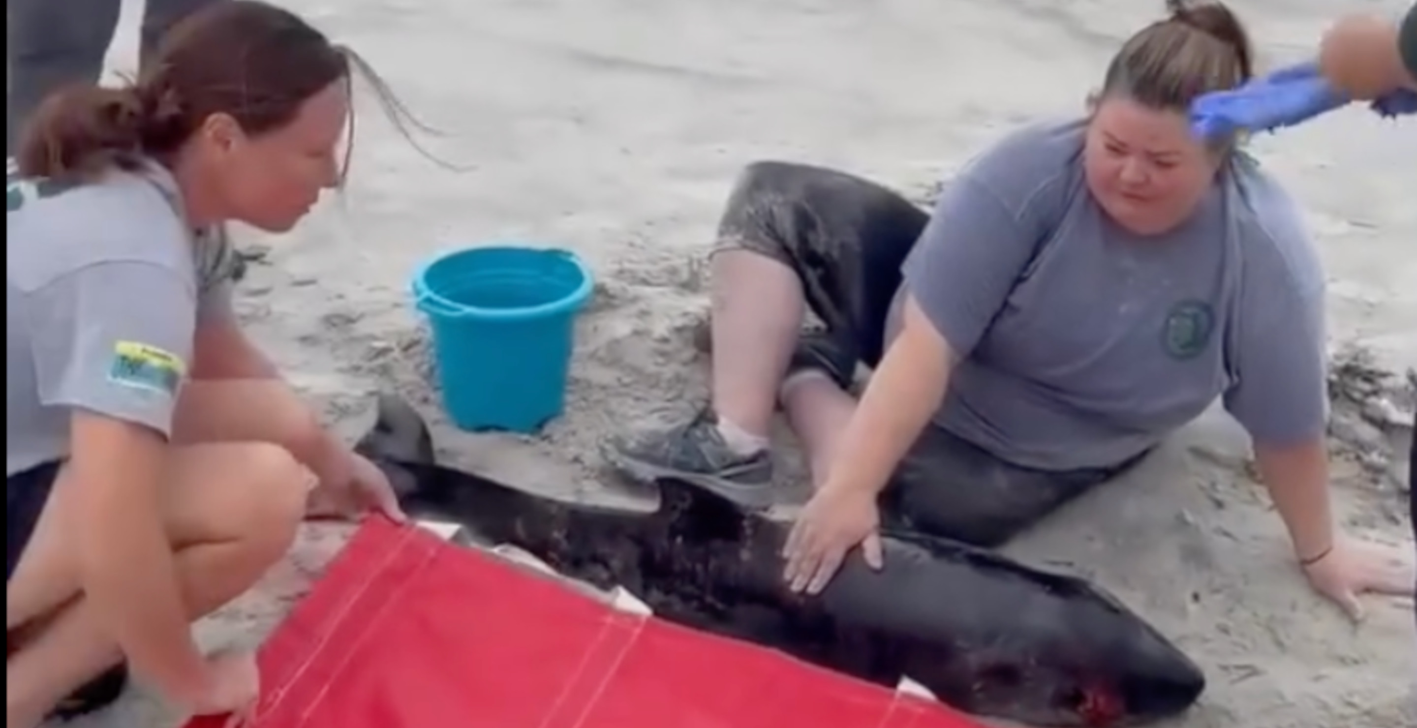 Baby Whale Dies On Florida Beach After Swallowing Large Plastic Bag