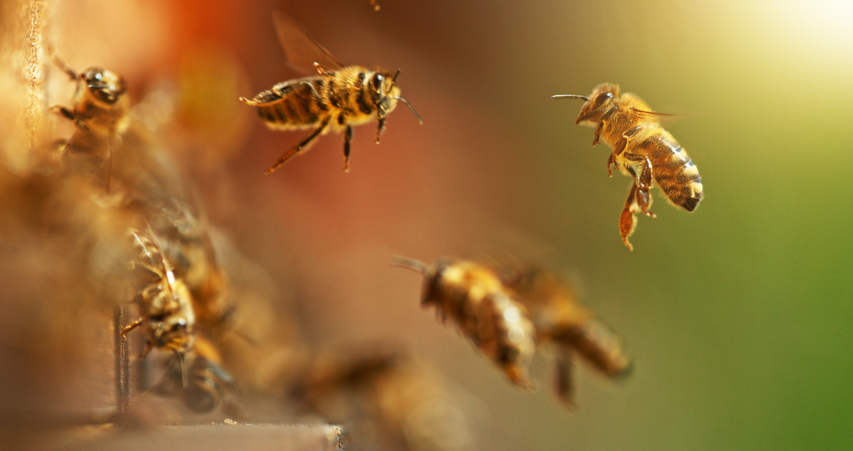 Bee stings increase during Hurricane Helene