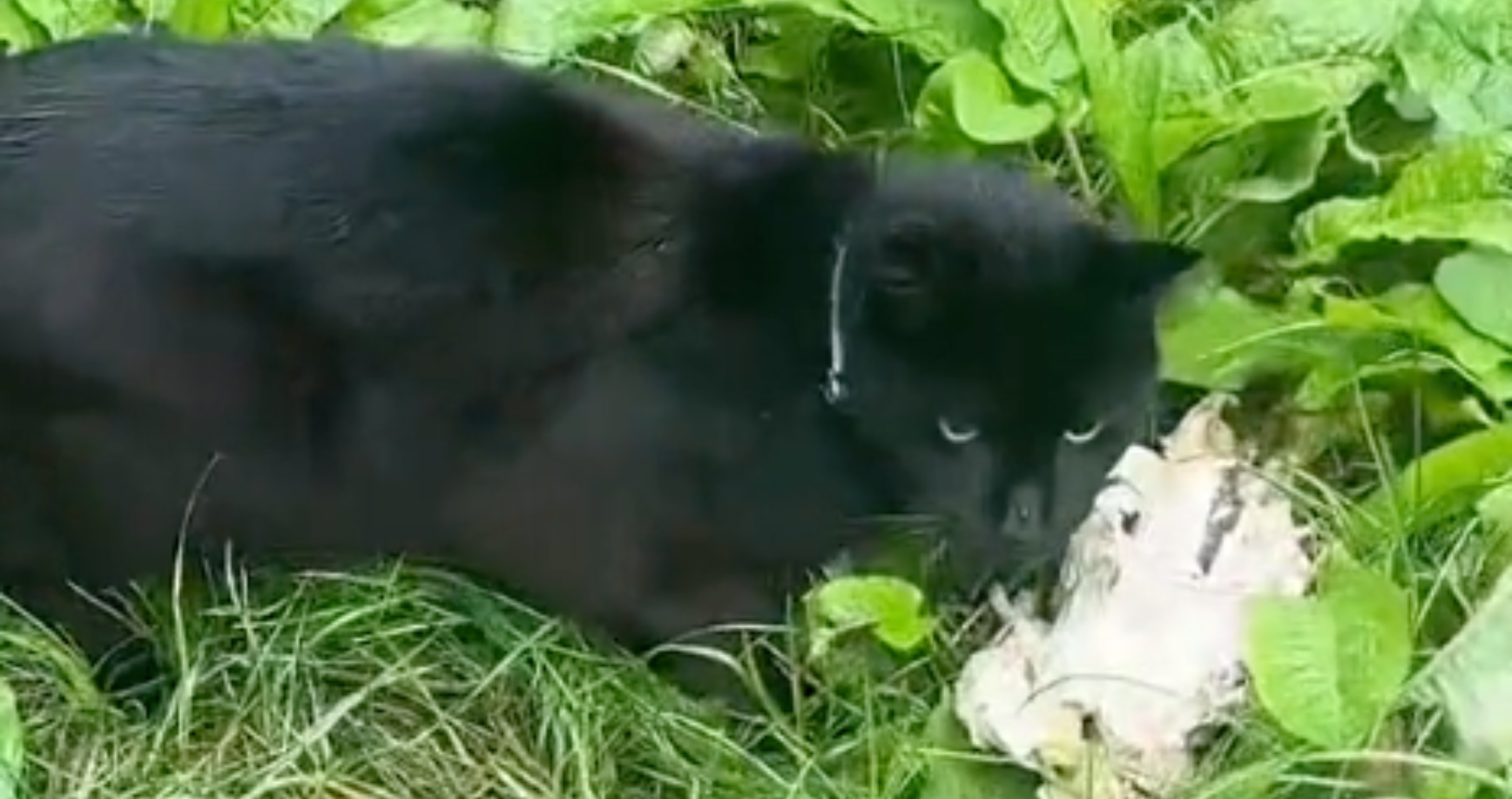 Cat Steals Neighbor's Dinner