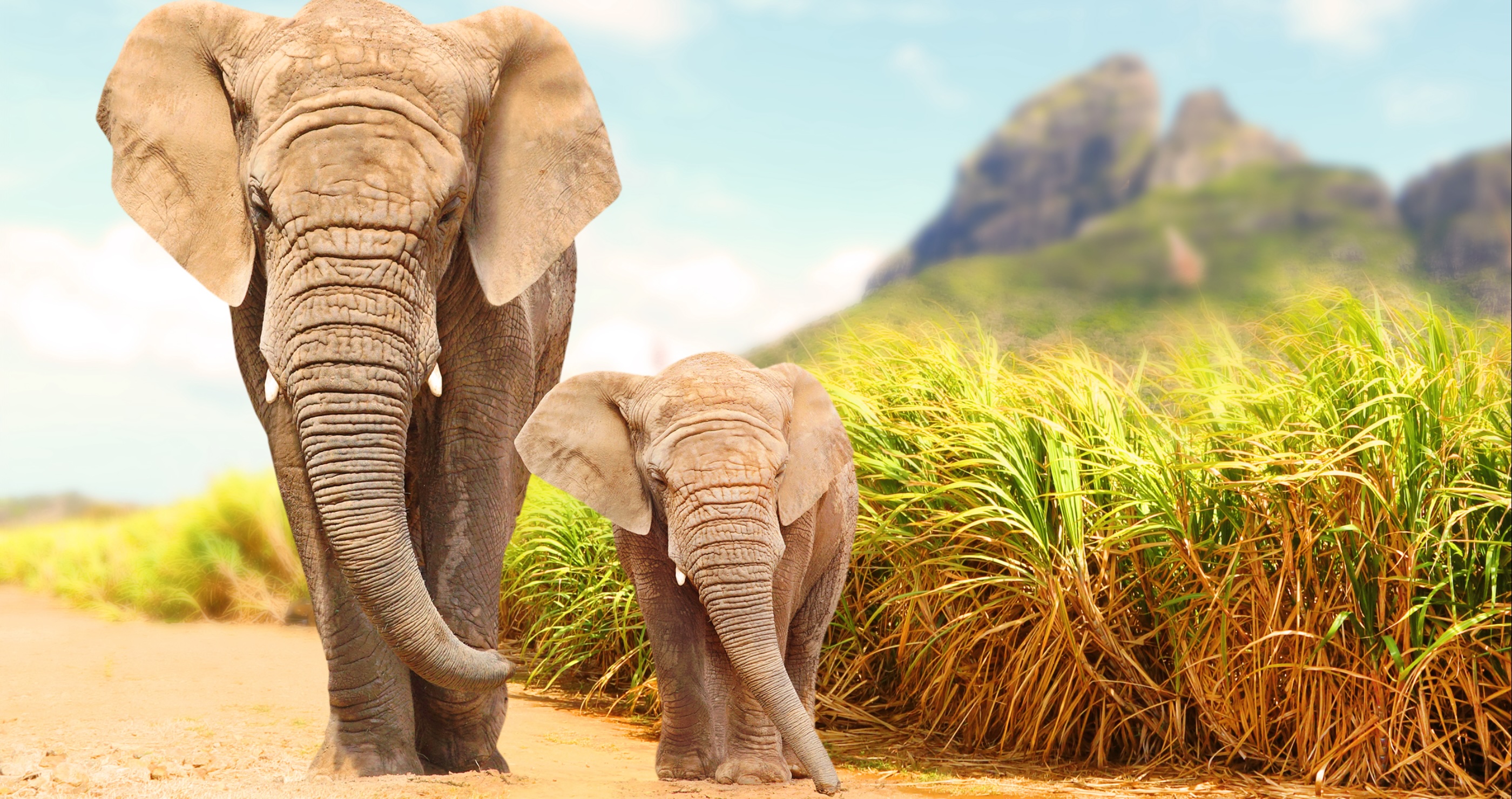 Chiamu the elephant returns to caretakers