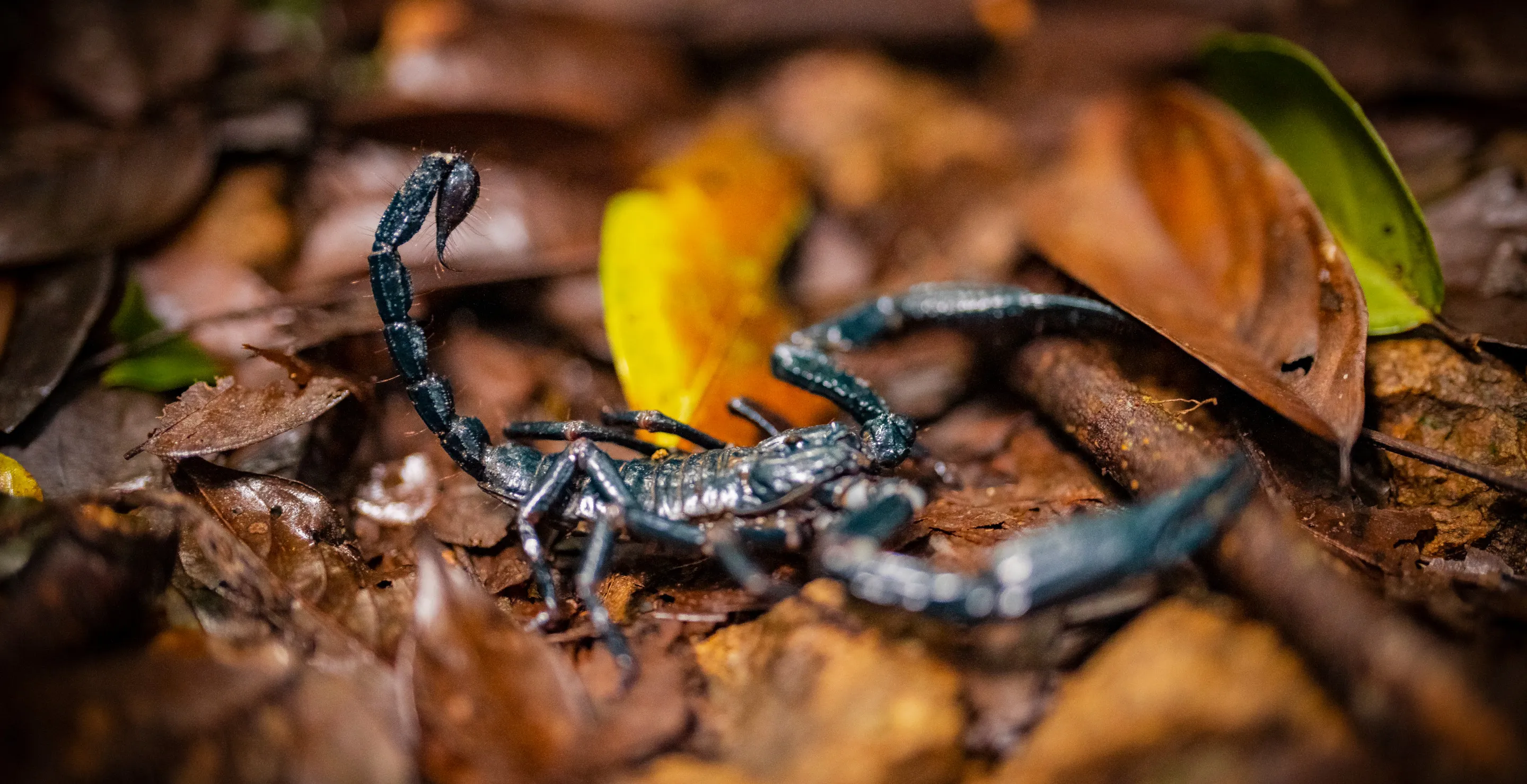 College Student Finds Live Venomous Scorpion Inside Her Package