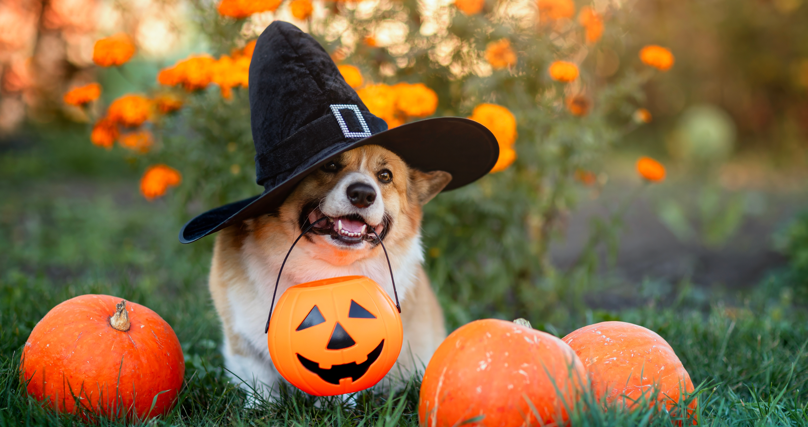 Corgi eats 15 chocolates danger of Halloween candy