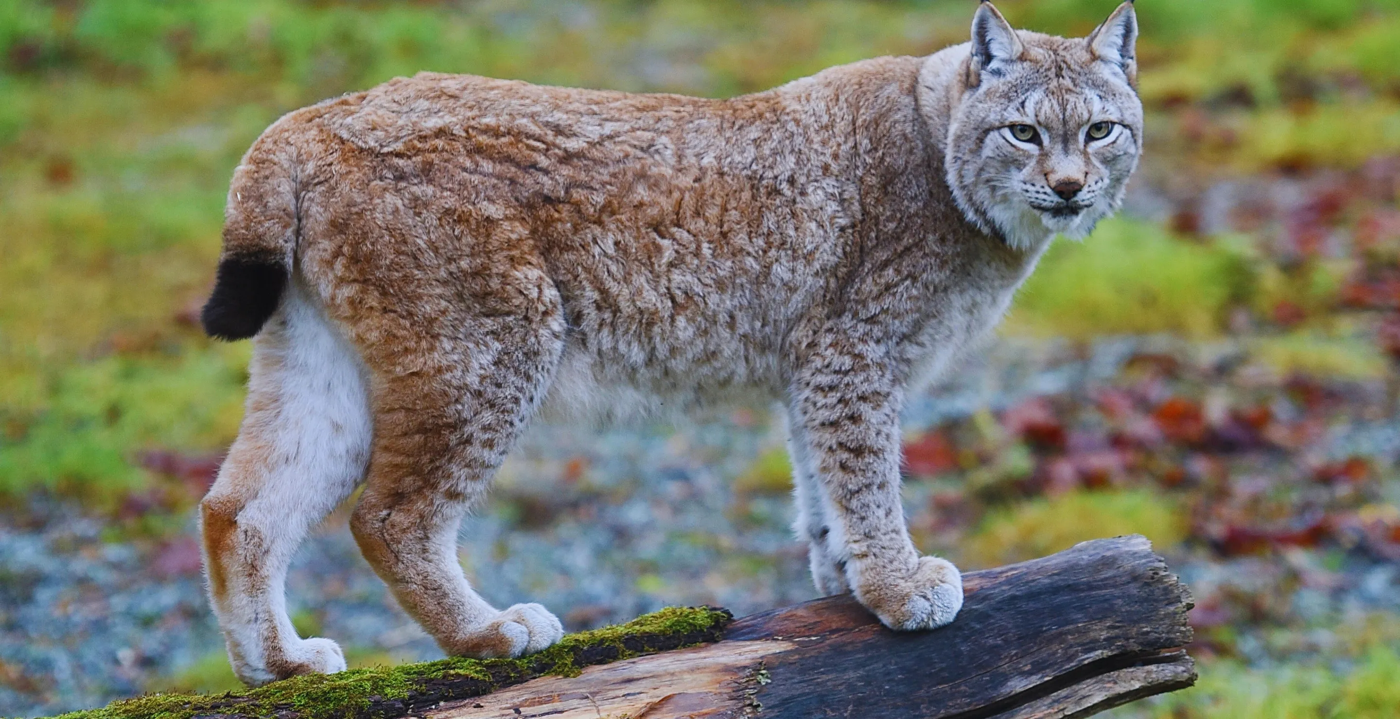 Couple Saves Their Dog From Bobcat Using Just A Household Item And Ideal Tactic