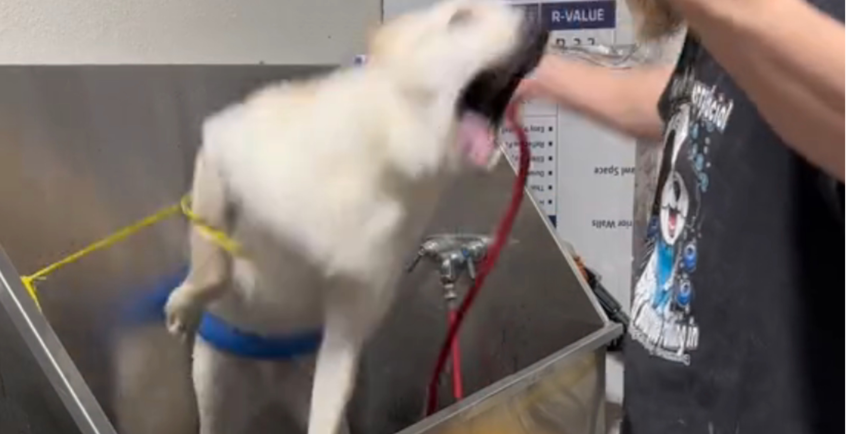 Dog Groomer Reveals Ultimate Hack For Getting Your Water-Shy Dog To Take A Bath