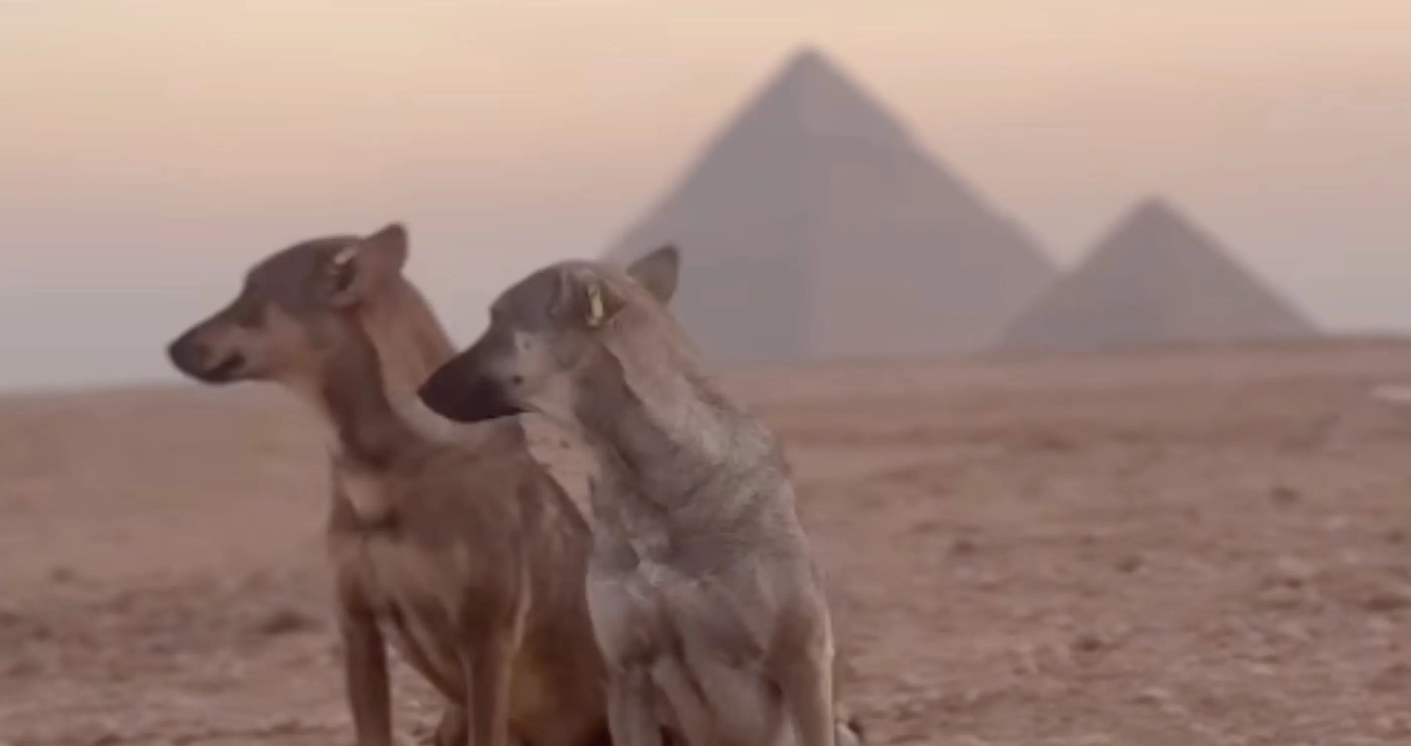 Dog on top of great pyramid of giza