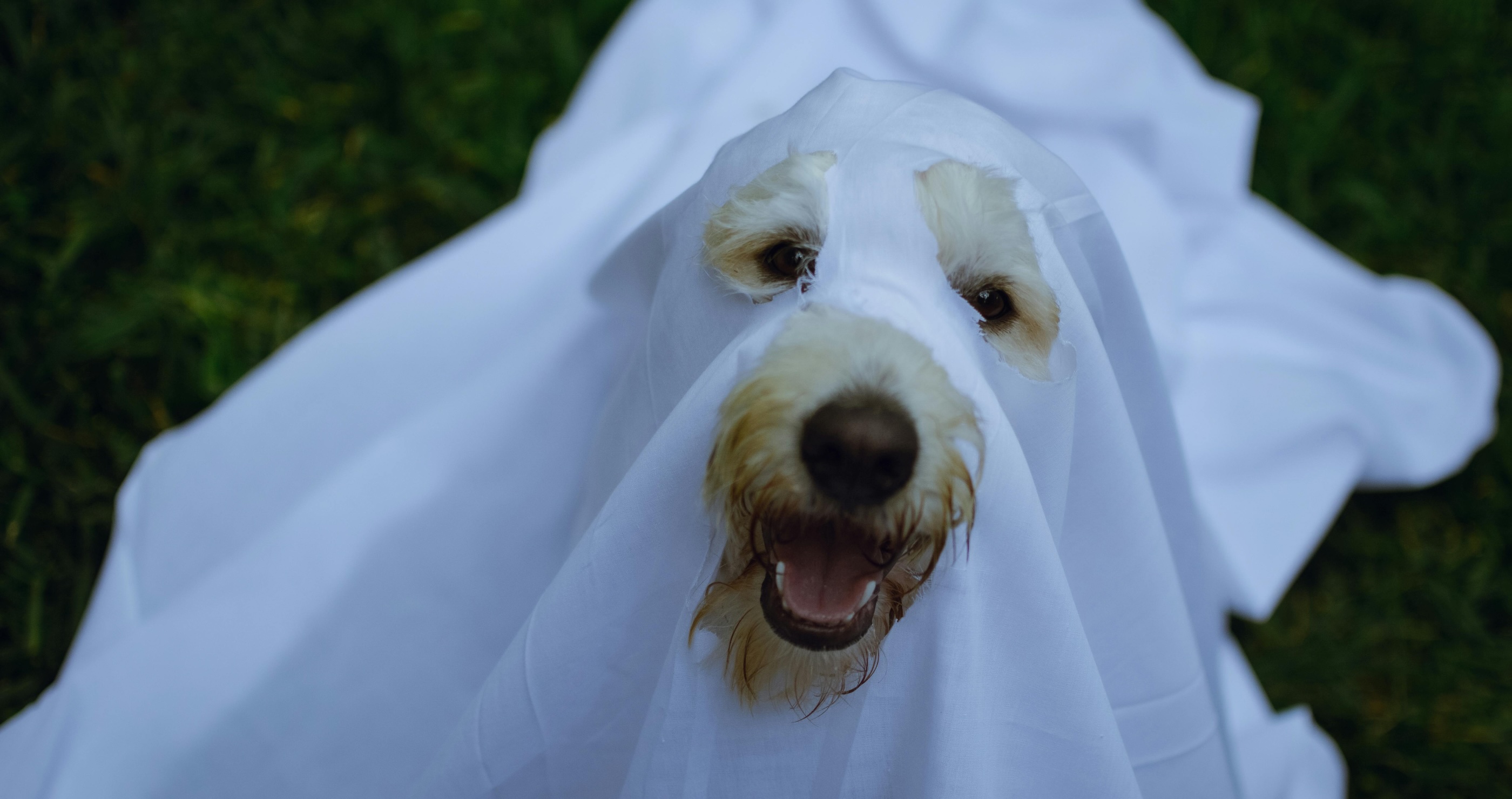 Dress Dog Up For Halloween