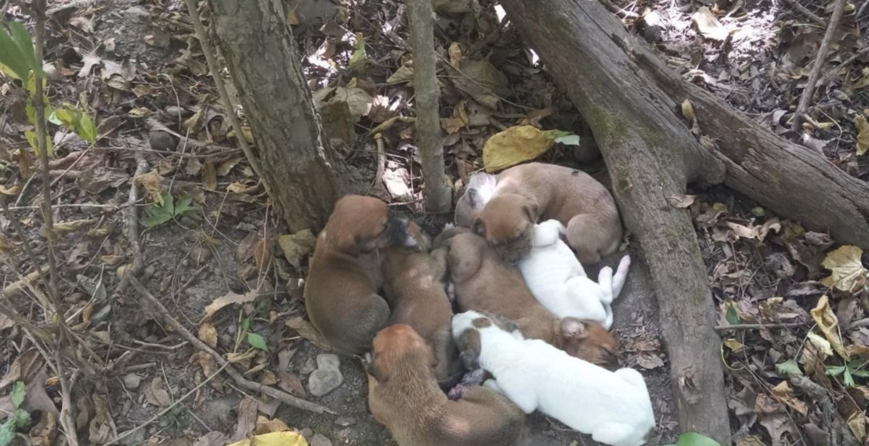 Emaciated Great Dane And Her Litter Of Puppies Make Remarkable Transformation After Being Found In Woods