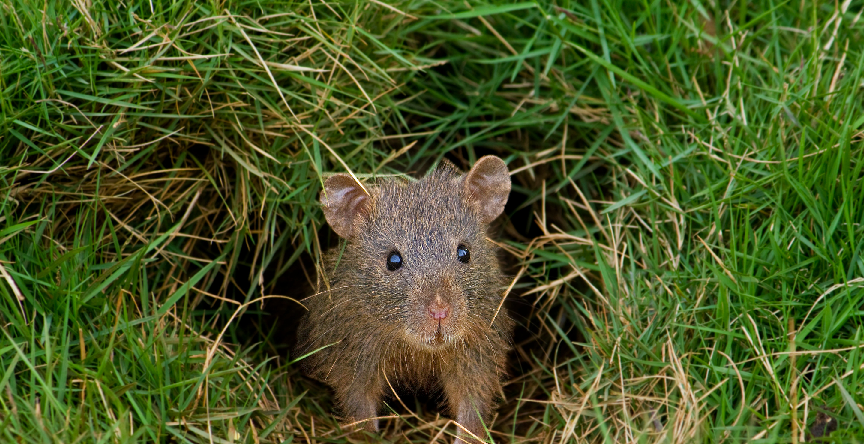 Expert Reveals Crucial Advice To Keep A Mouse Out Of Your Home