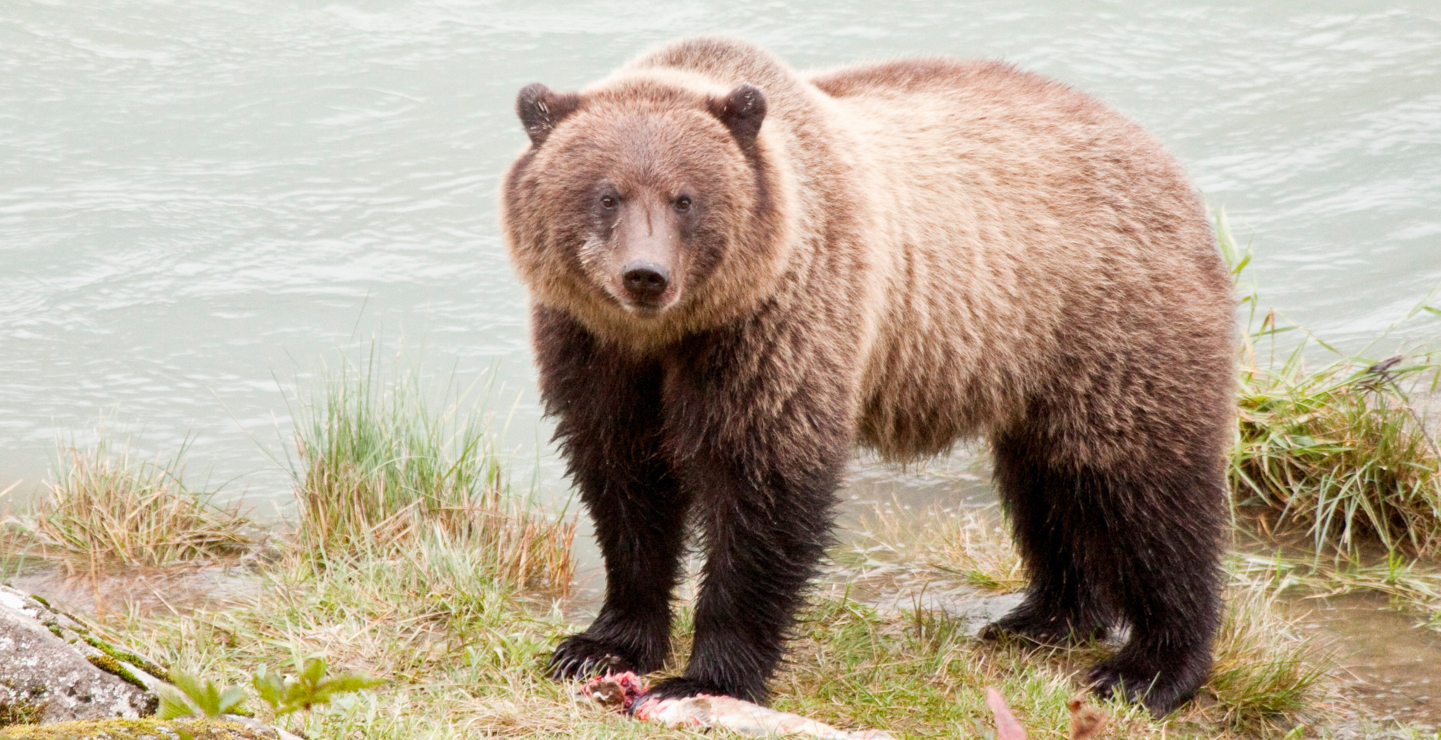 Fat Bear Week Delayed Following Deadly Bear Fight On Livestream