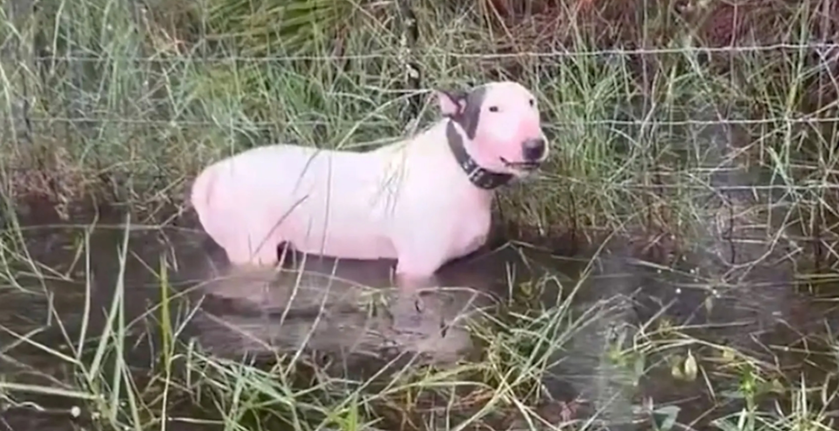 Florida Man Charged For Abandoning Dog And Tying It To Post Before Hurricane Milton Hit