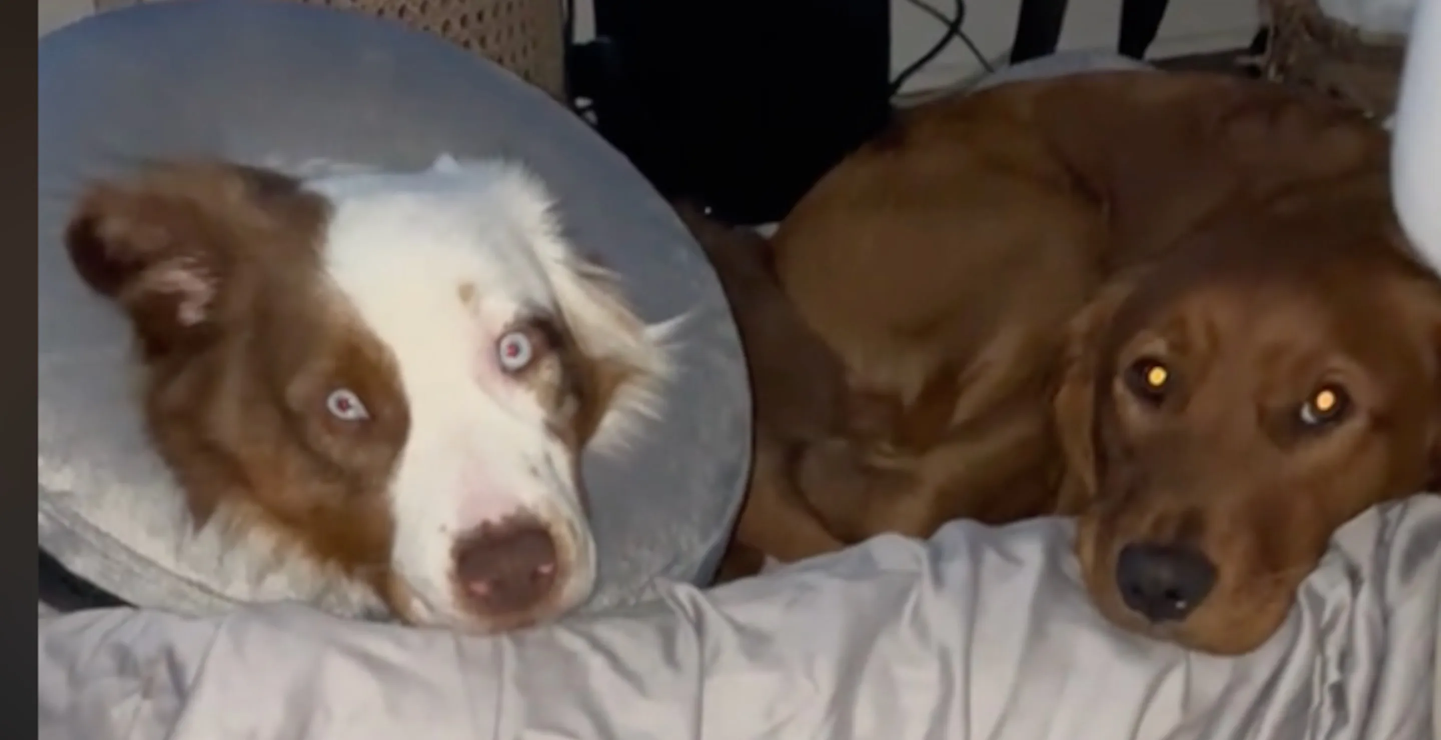 Golden Retriever Acts As Guardian Over Deaf Younger Brother In Most Adorable Thing You'll See Today