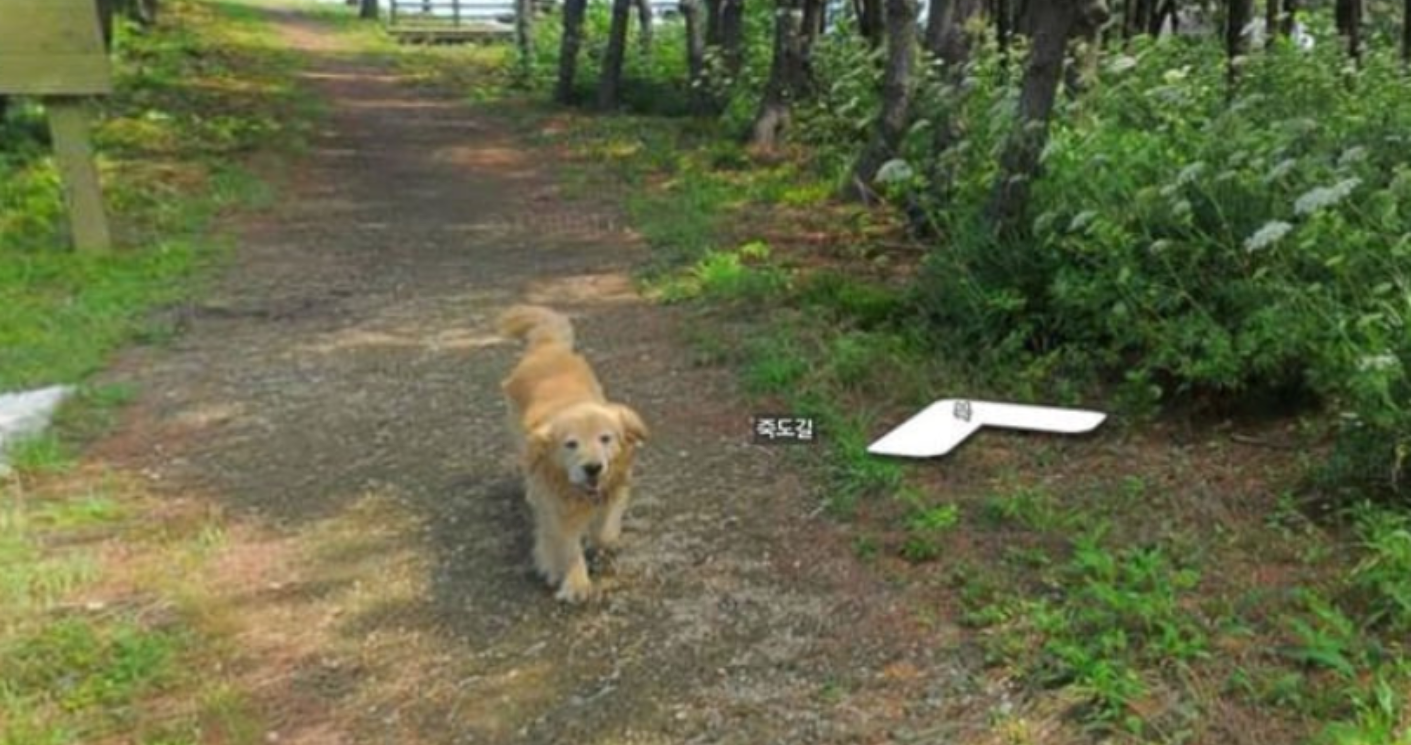 Google Earth dog