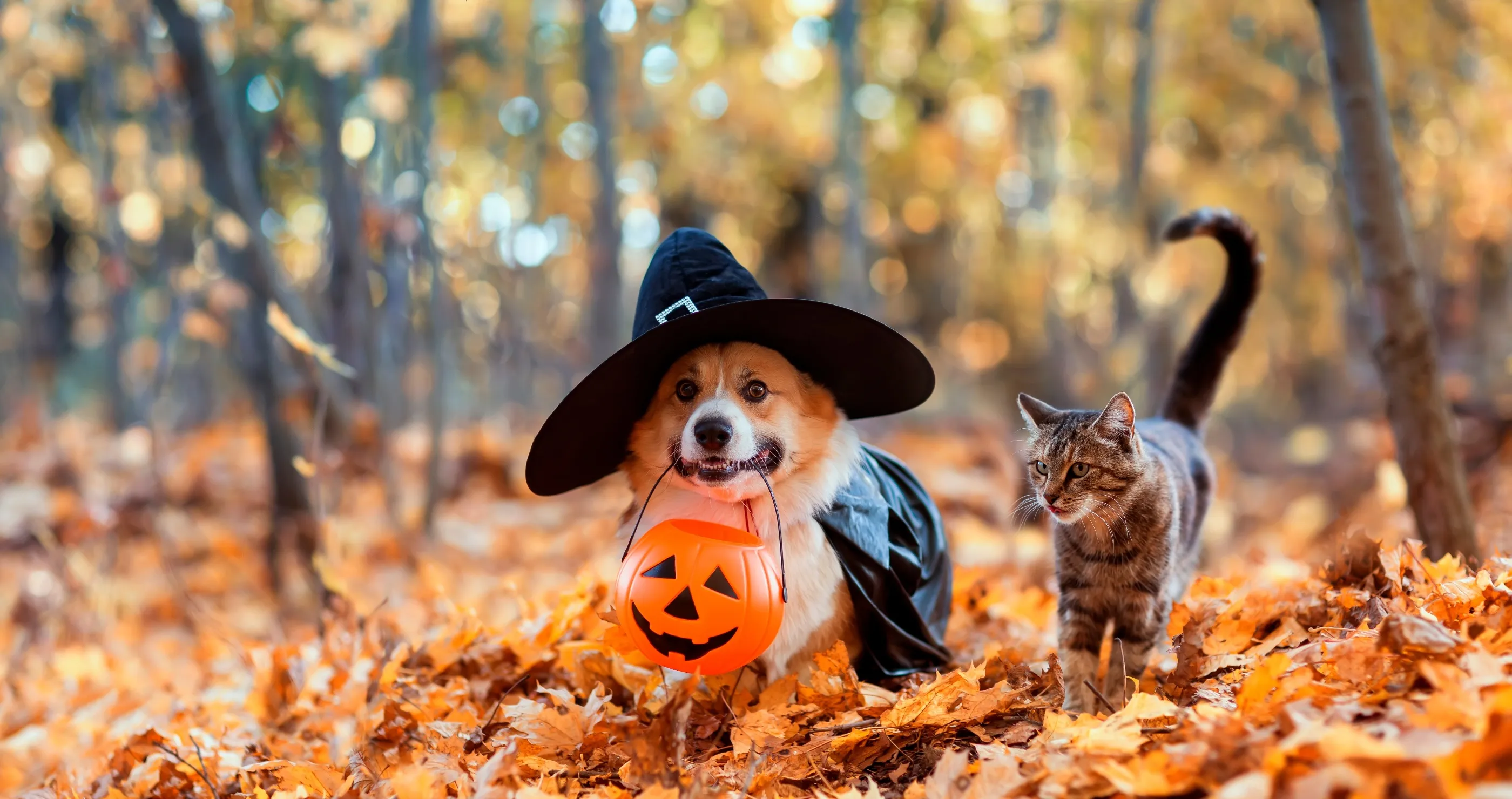 Halloween tradition is deadly for pets