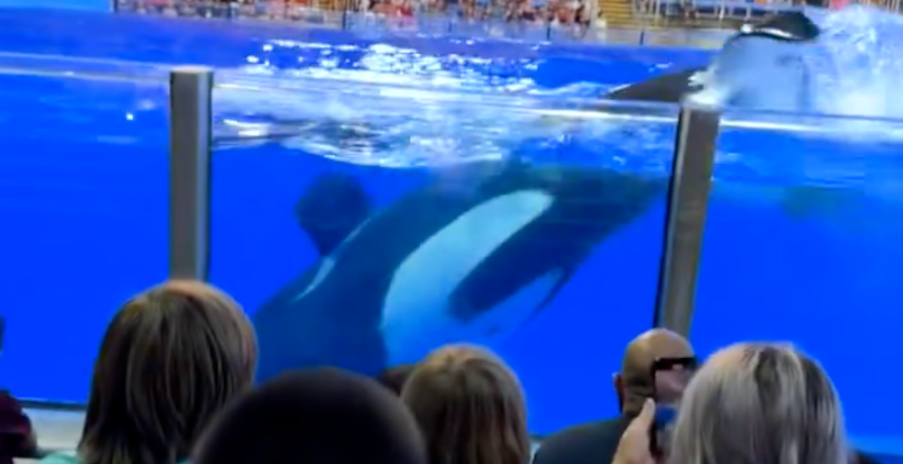 Horrifying Moment Orca At Sea World Uses Bathroom Before Splashing Crowd With Feces