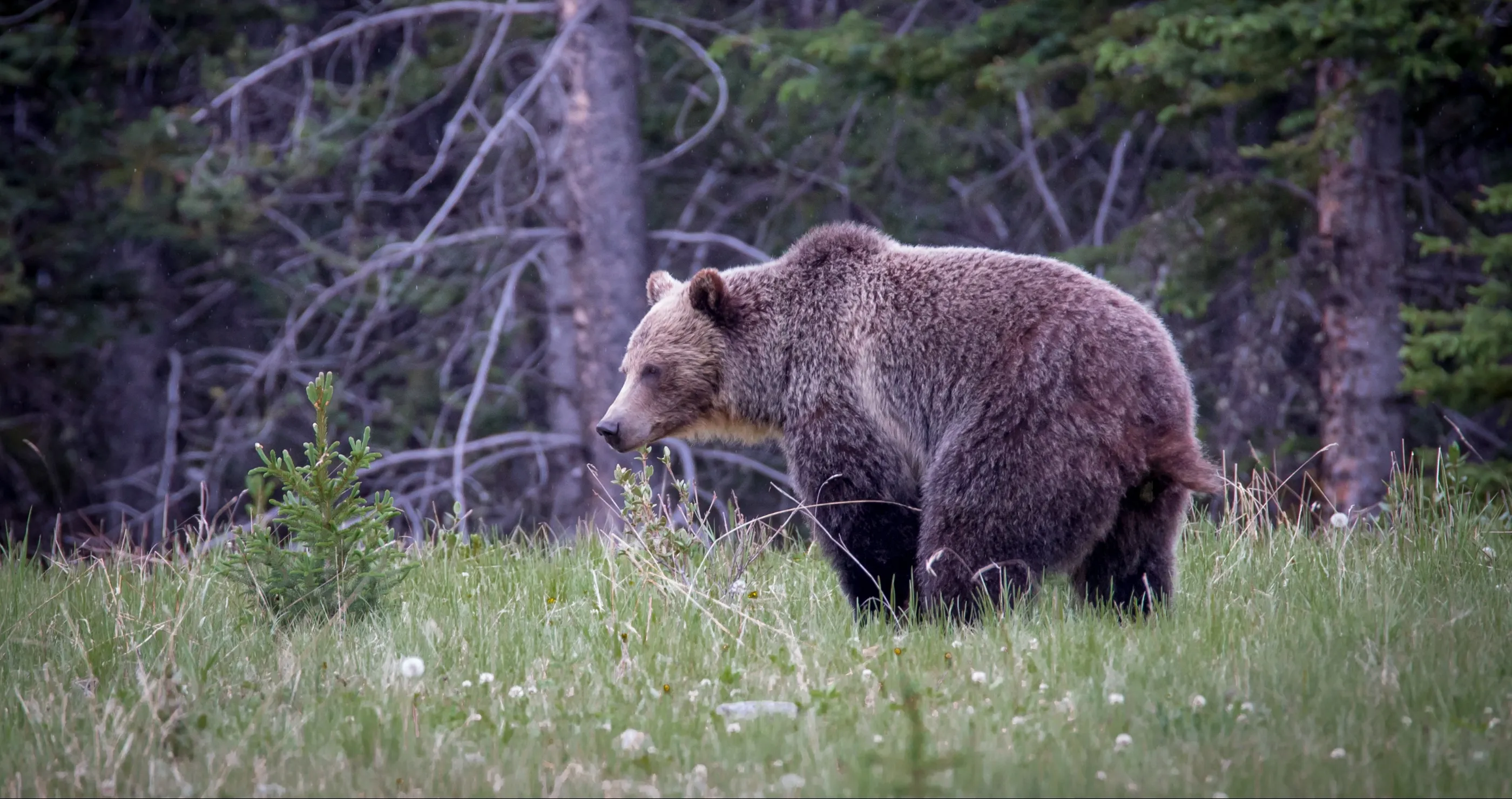 How to tell the difference in scat bear vs dog poop