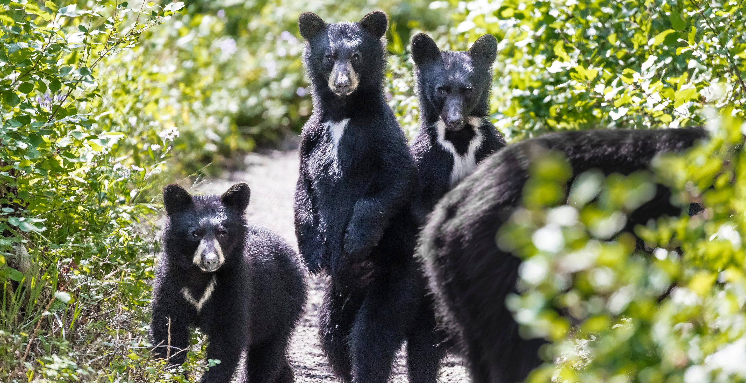 Mama Bear and Her 3 Cubs Euthanized After Breaking Into Colorado Home And Attacking Man