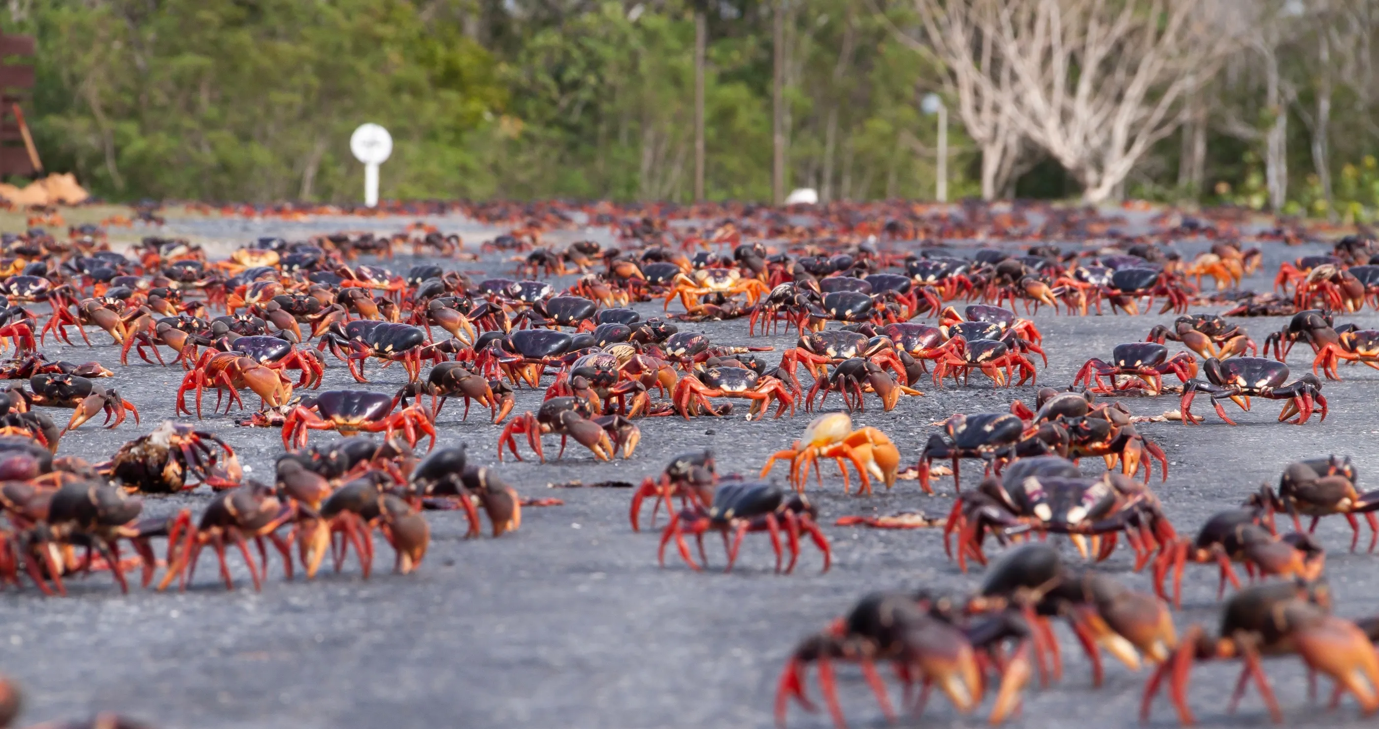 Millions of Red Crabs Migrate