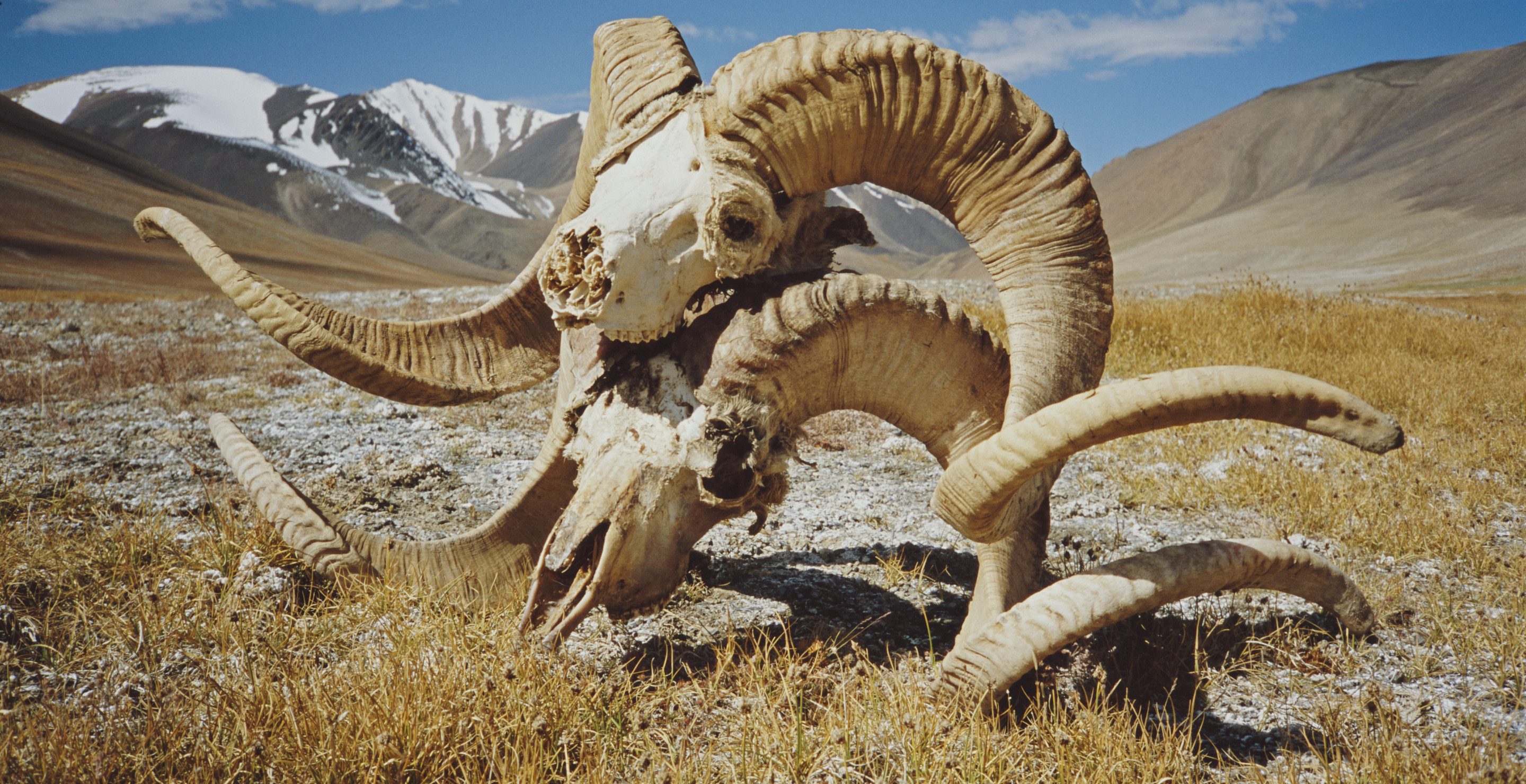 Montana Man Accused Of Cloning World's Largest Sheep For Trophy Hunters