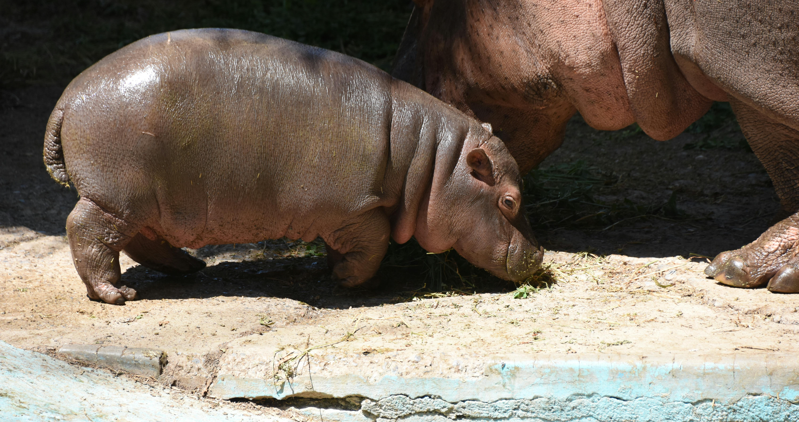 Moo Deng baby hippo