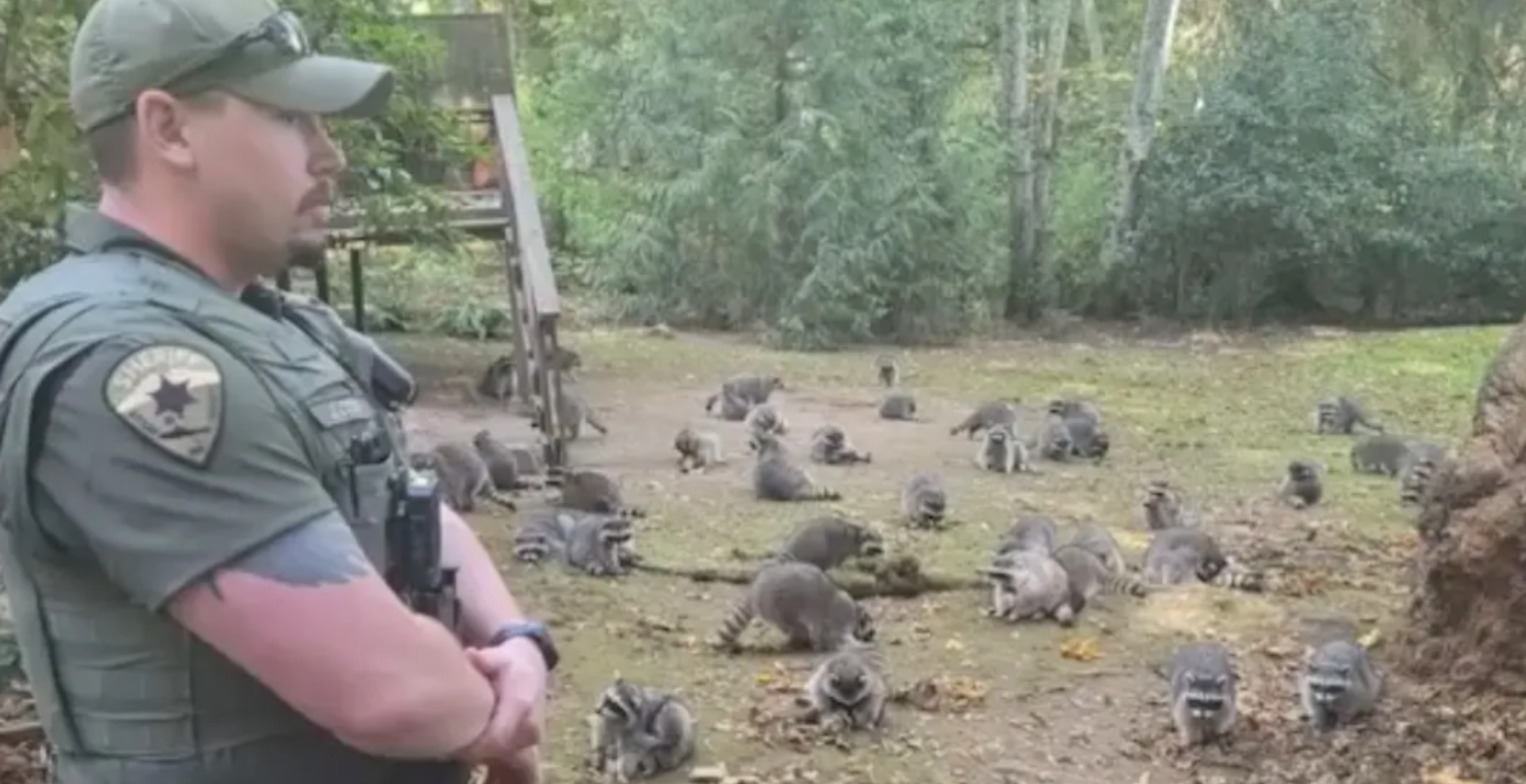 More Than 100 Raccoons Overtake A Person's Yard