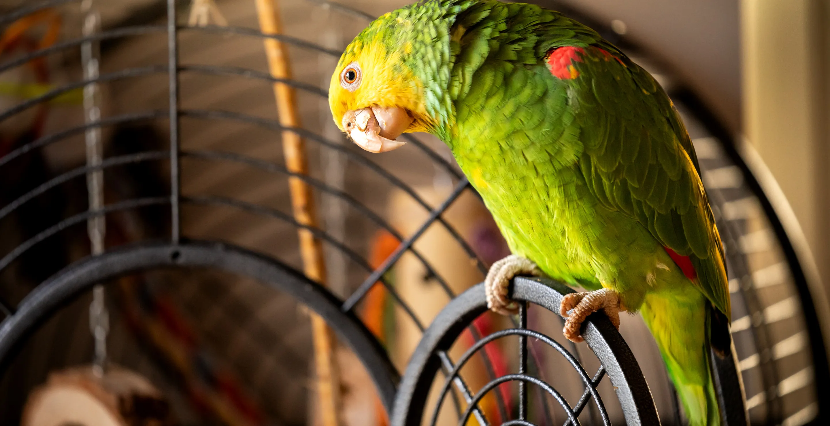 More Than 200 Birds and Other Animals Rescued From Home Of 75-Year-Old Veterinarian