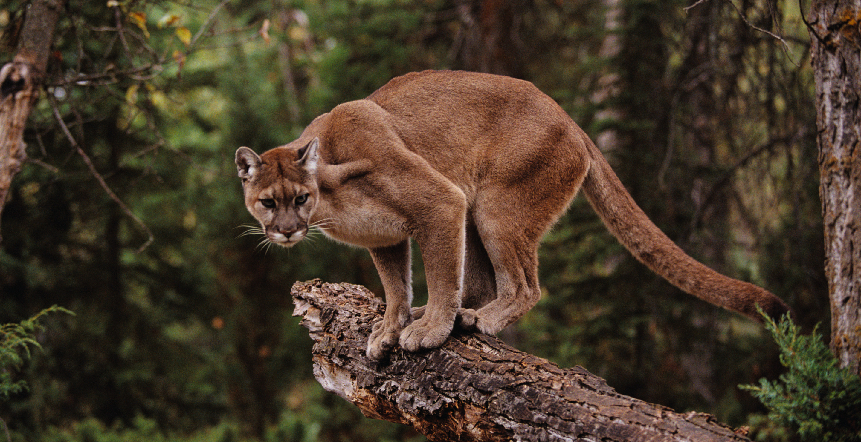 Mountain Lion Was No Match For A Dog Owner And A Shovel