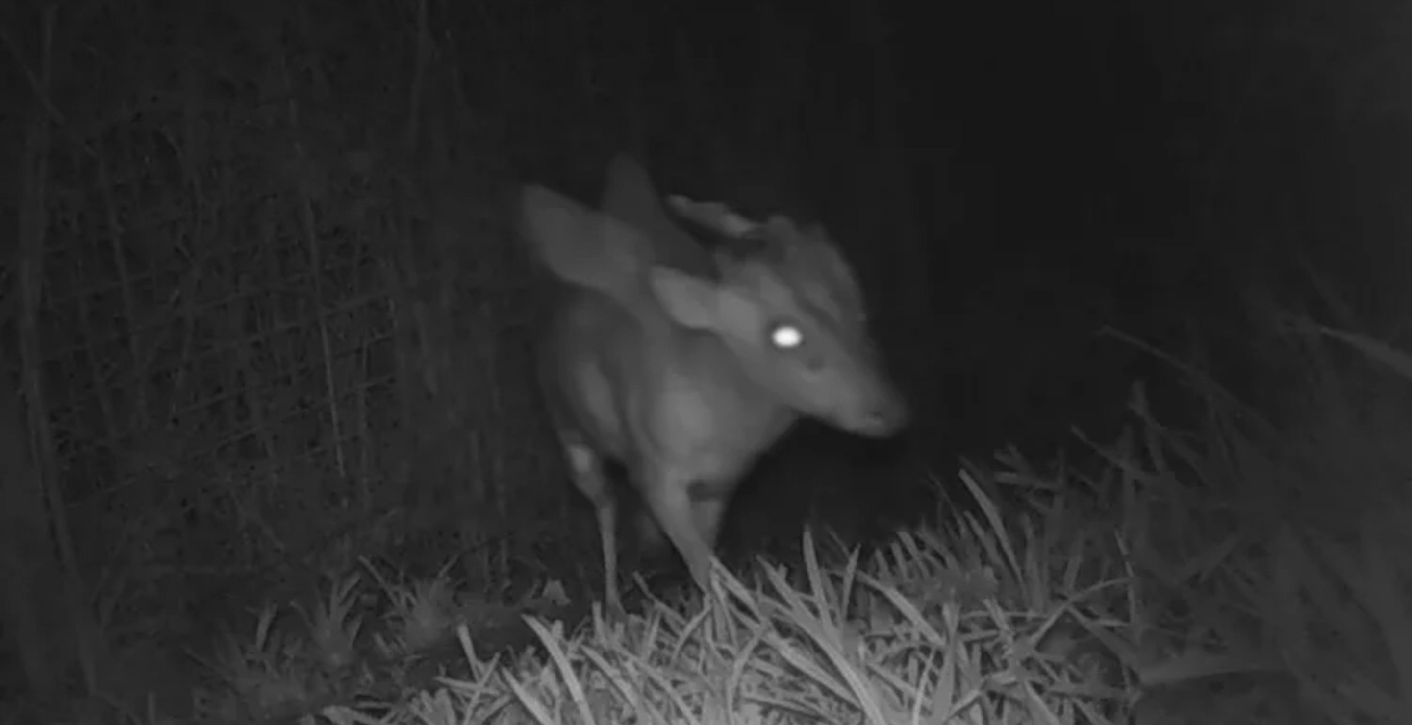 Mysterious Winged and Horned Creature Has Zoo Workers Spooked