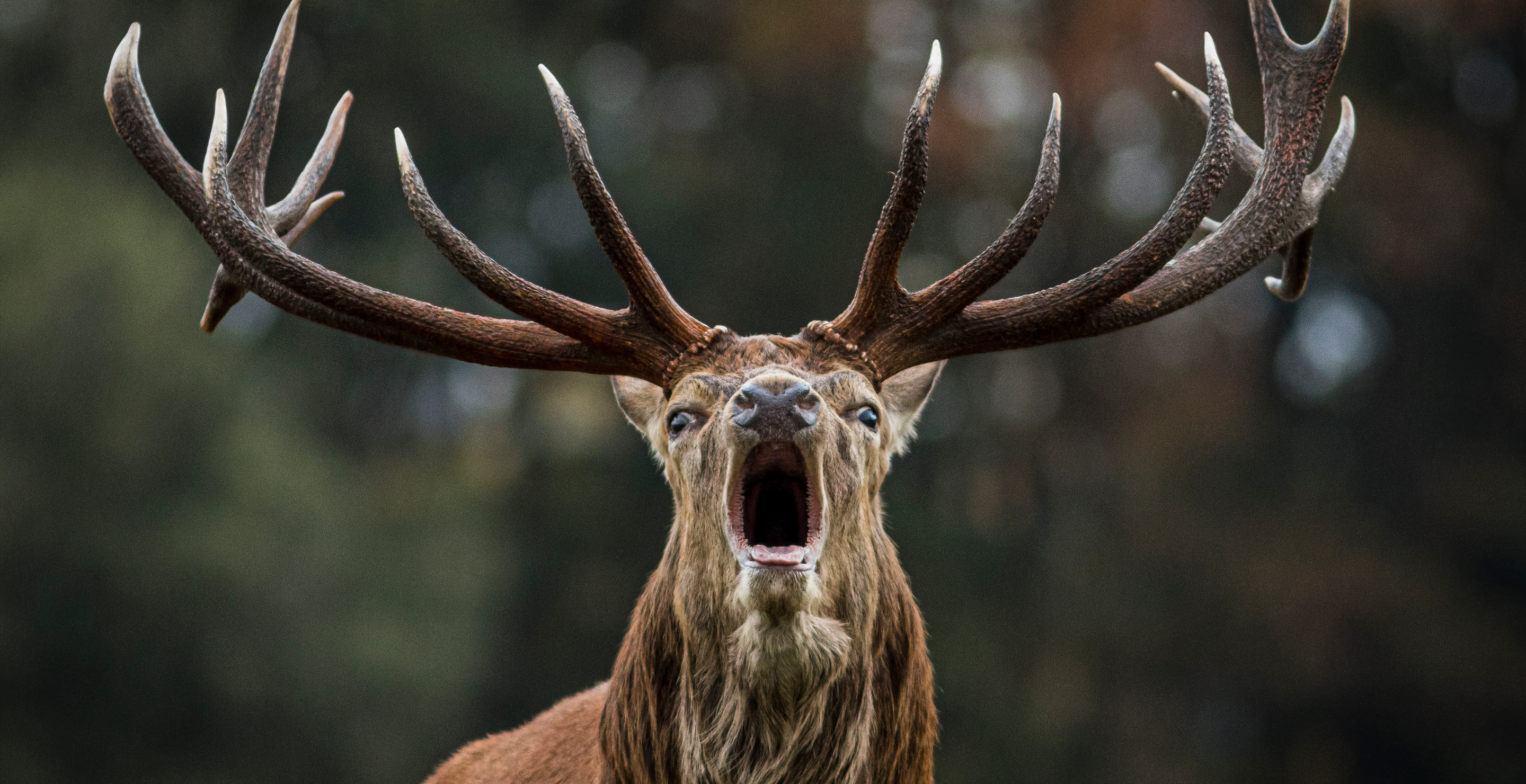 New York Advised Not To Consume Venison Due To Zombie Deer Disease In State