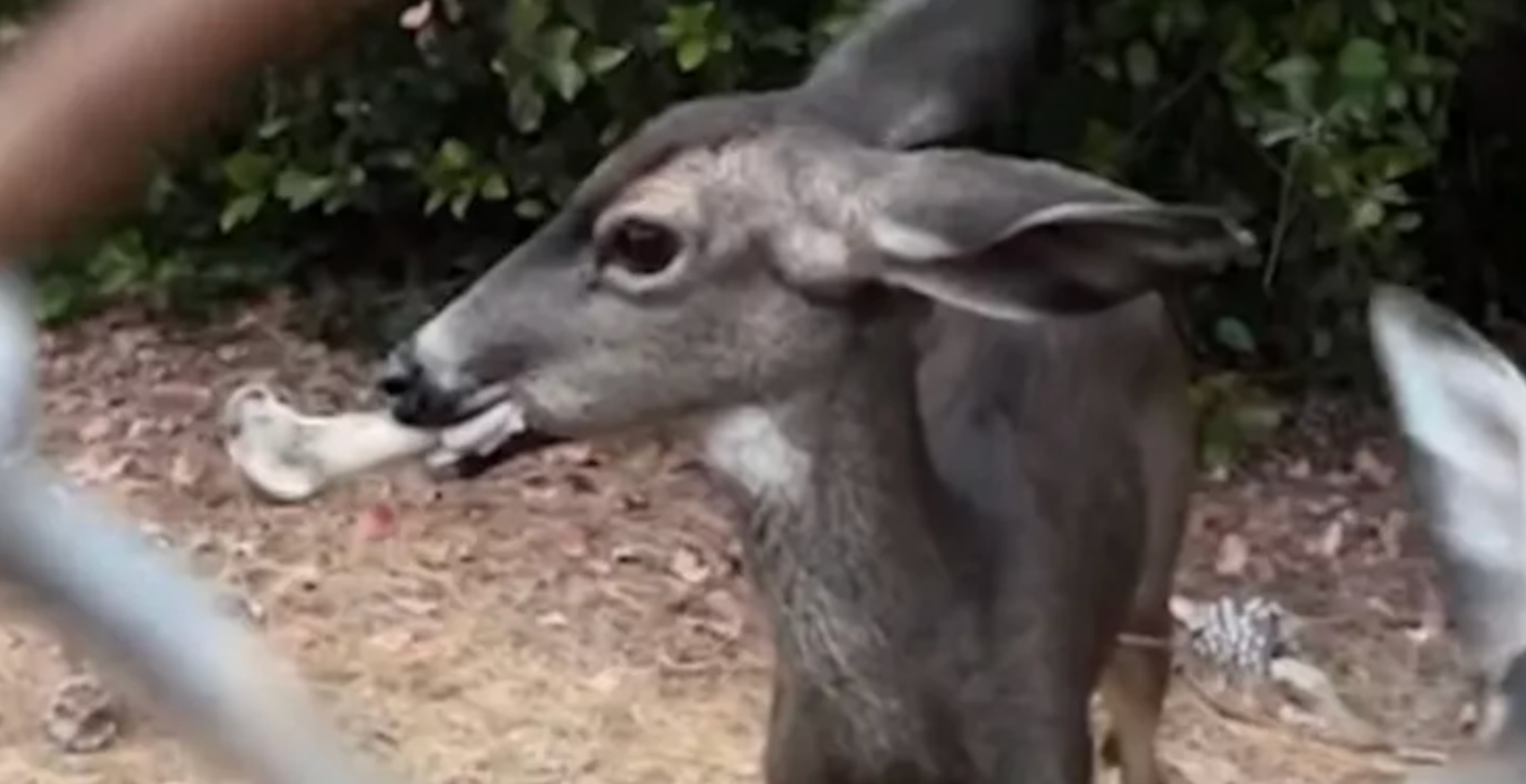 Officials Are Frantically Searching For Deer With Bone Lodged In Its Mouth