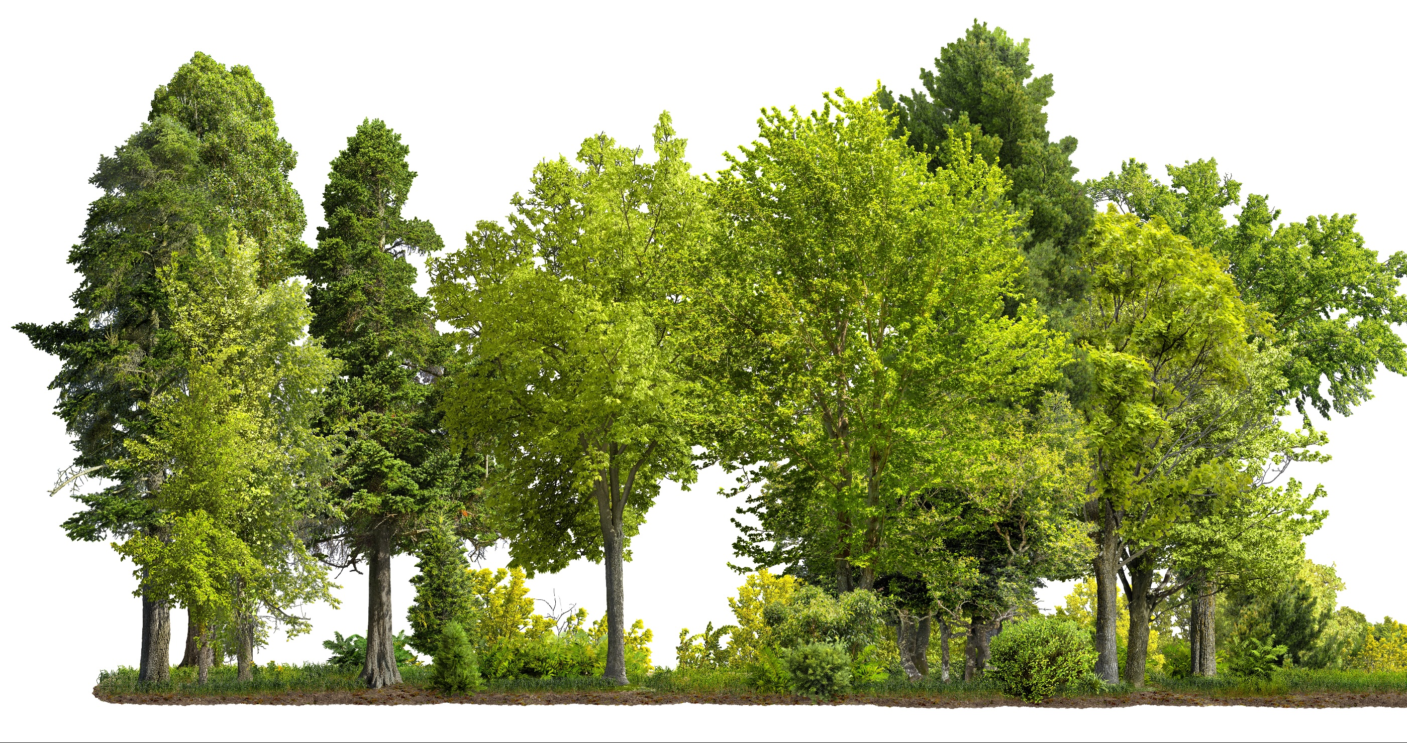 Pretty tree nightmare for homeowners