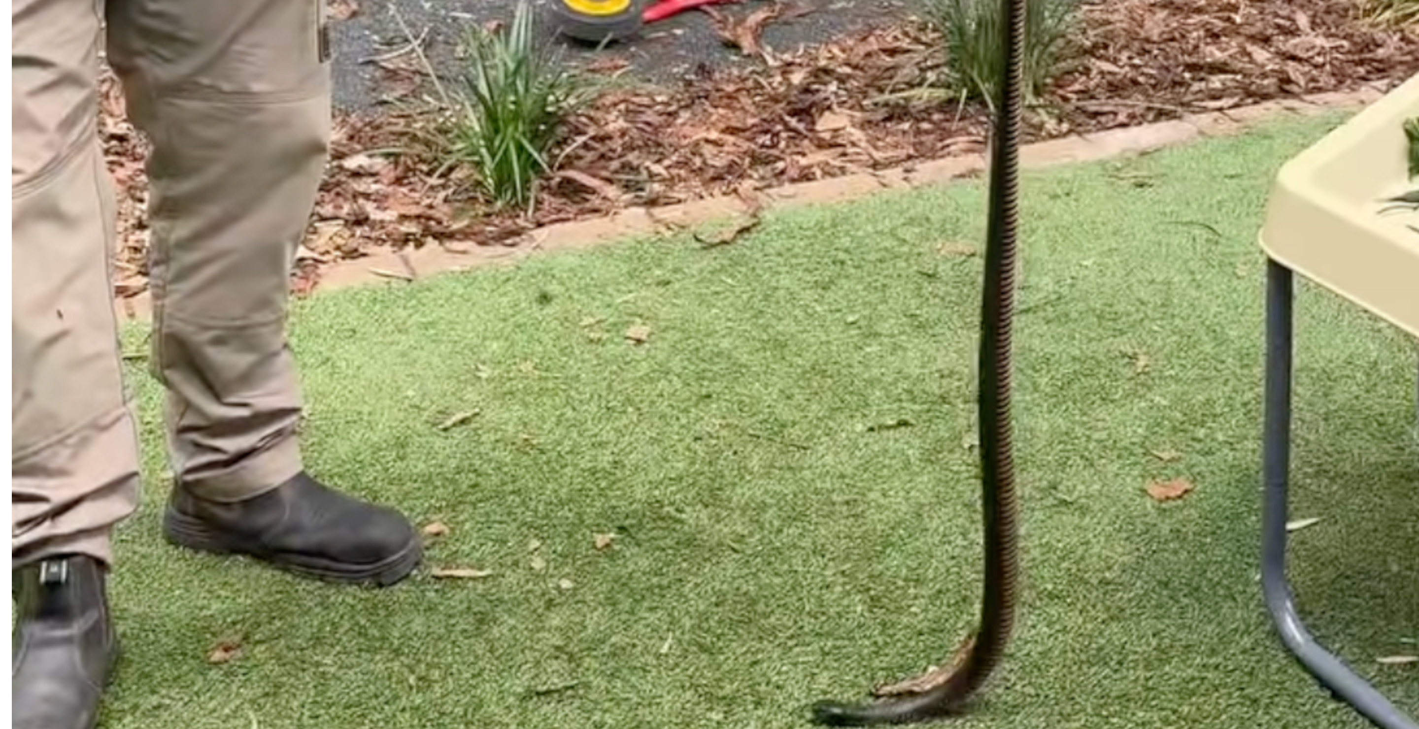 Professional Catches Venomous Snake With Bare Hands At Busy Child Care Center