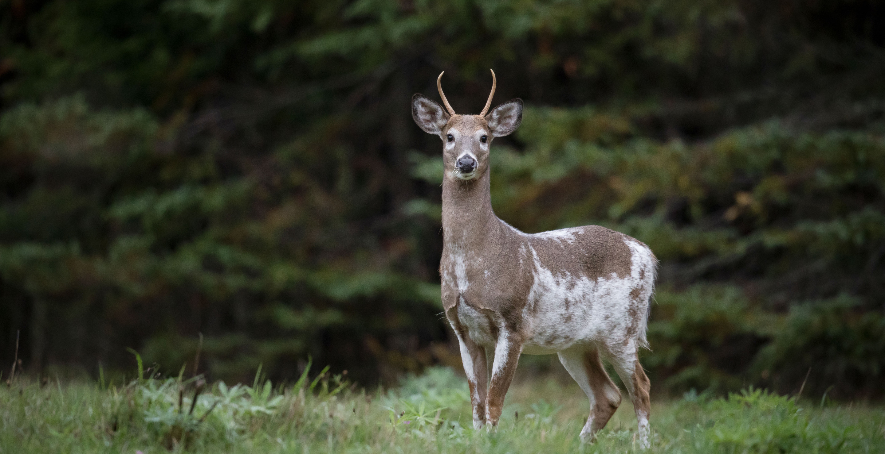 Rare Deer Caught On Camera Has Viewers Captivated