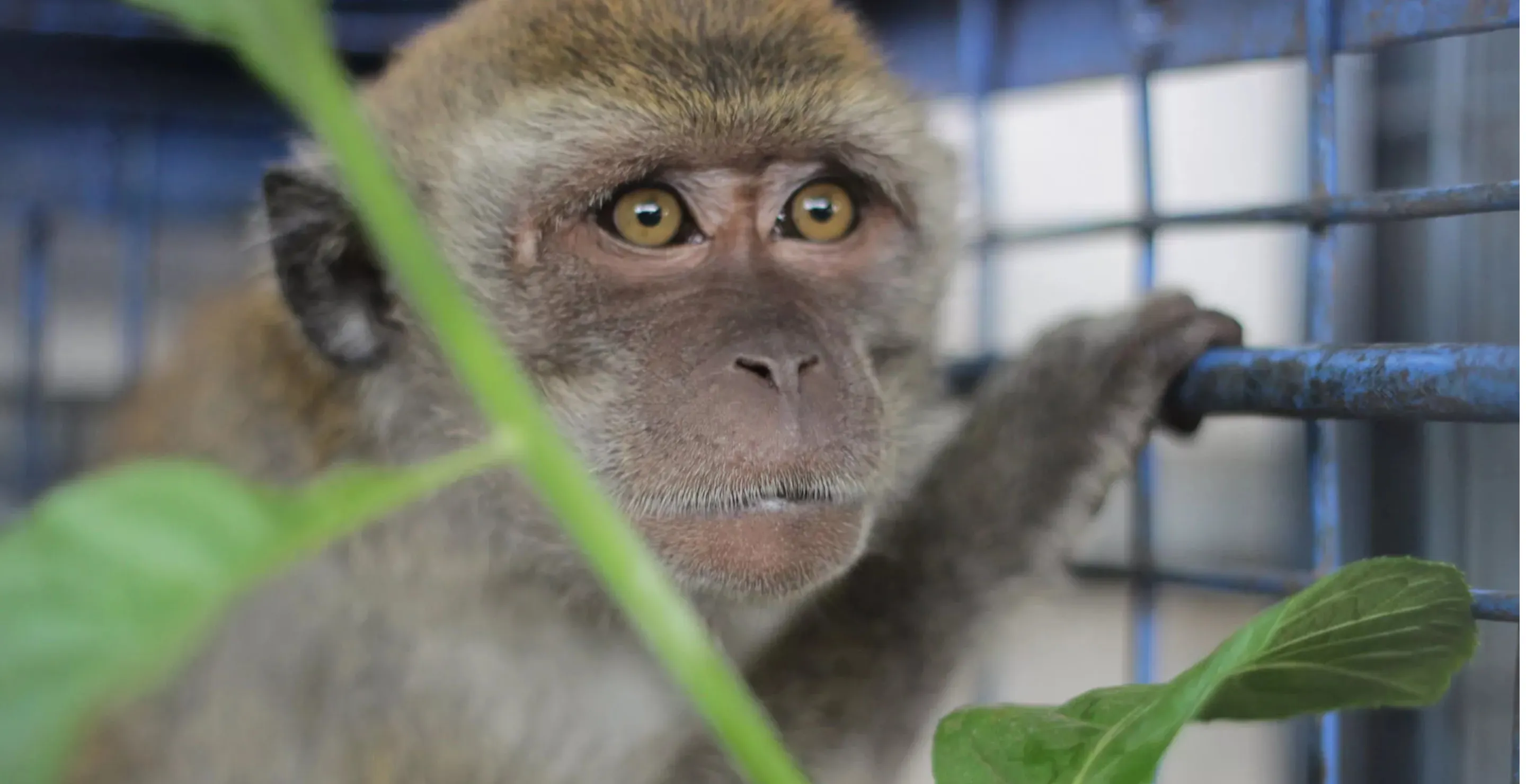 Rescuers Save 31 Chained 'Dancing Monkeys' From Abuse