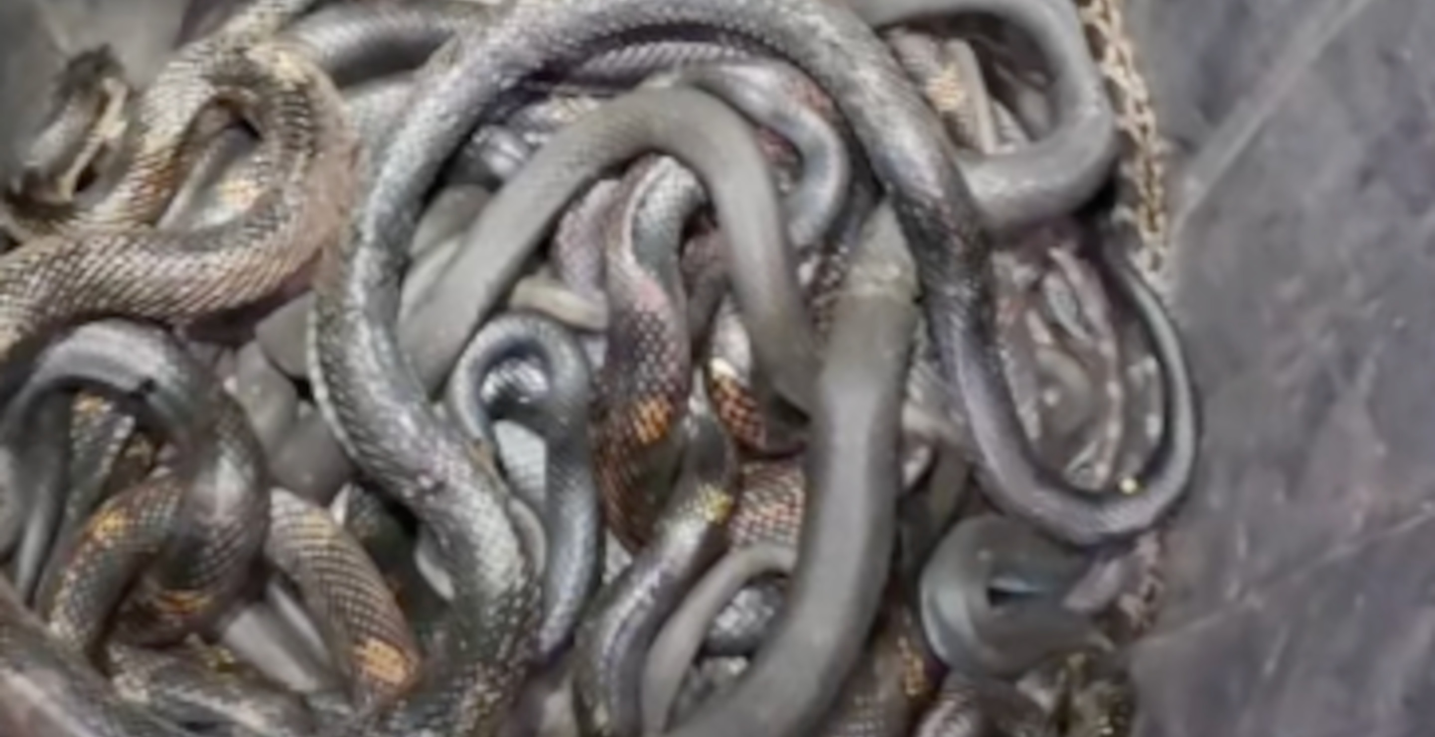 Someone Found 17 Snakes In Their Home