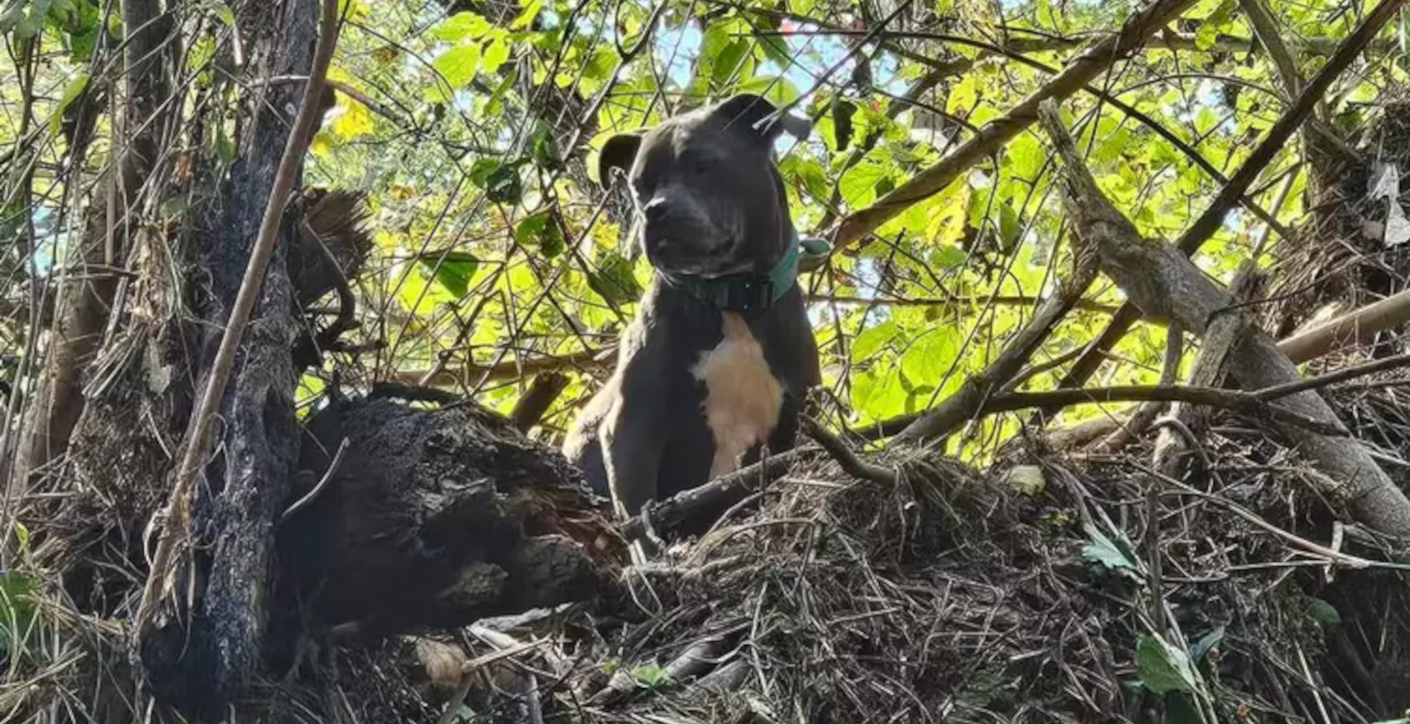 Tennessee Dog Gets Stranded 20 Feet Up In A Tree During Hurricane Helene