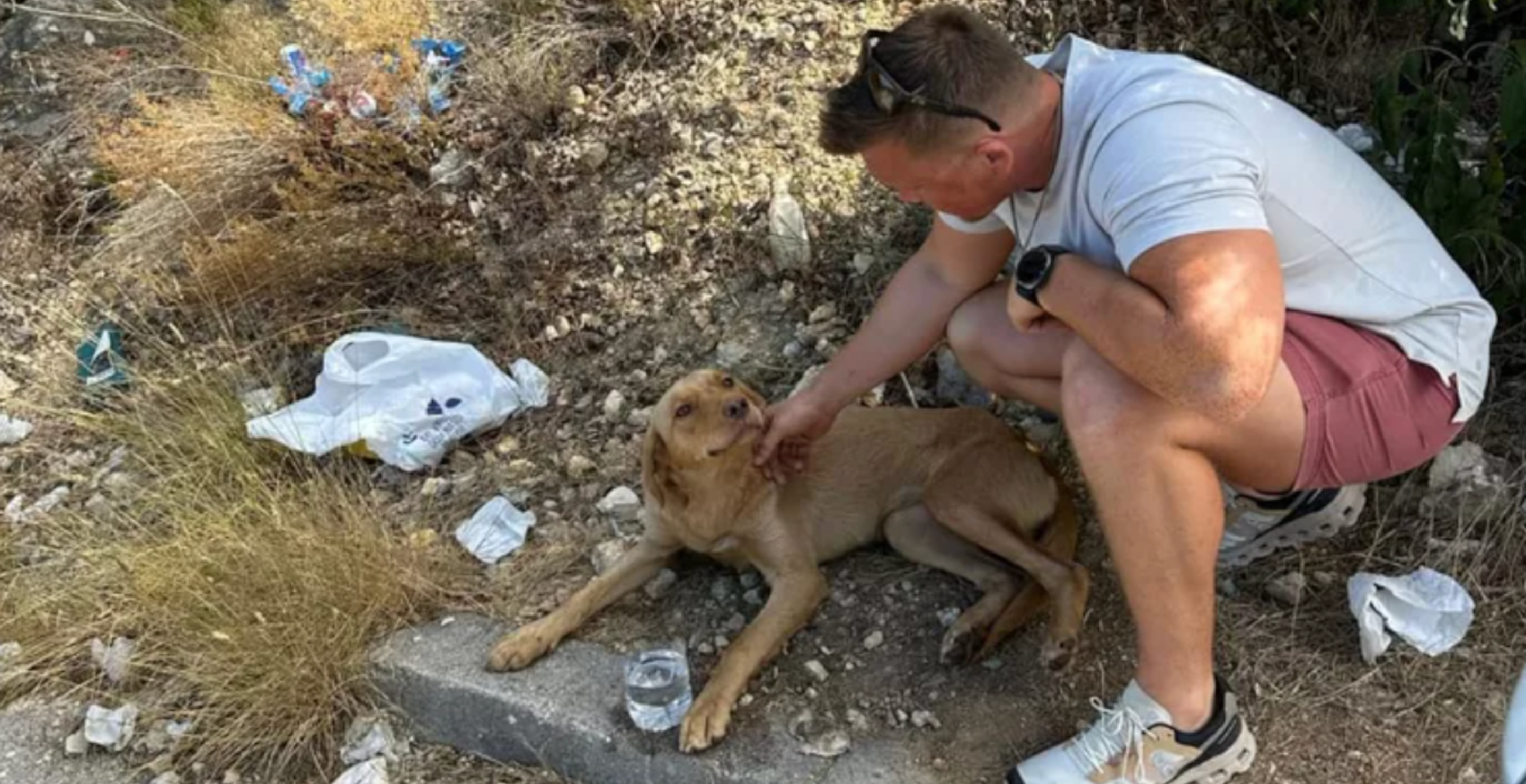 Veteran Saves Stray Dog From Side Of The Highway Then Brings It Home