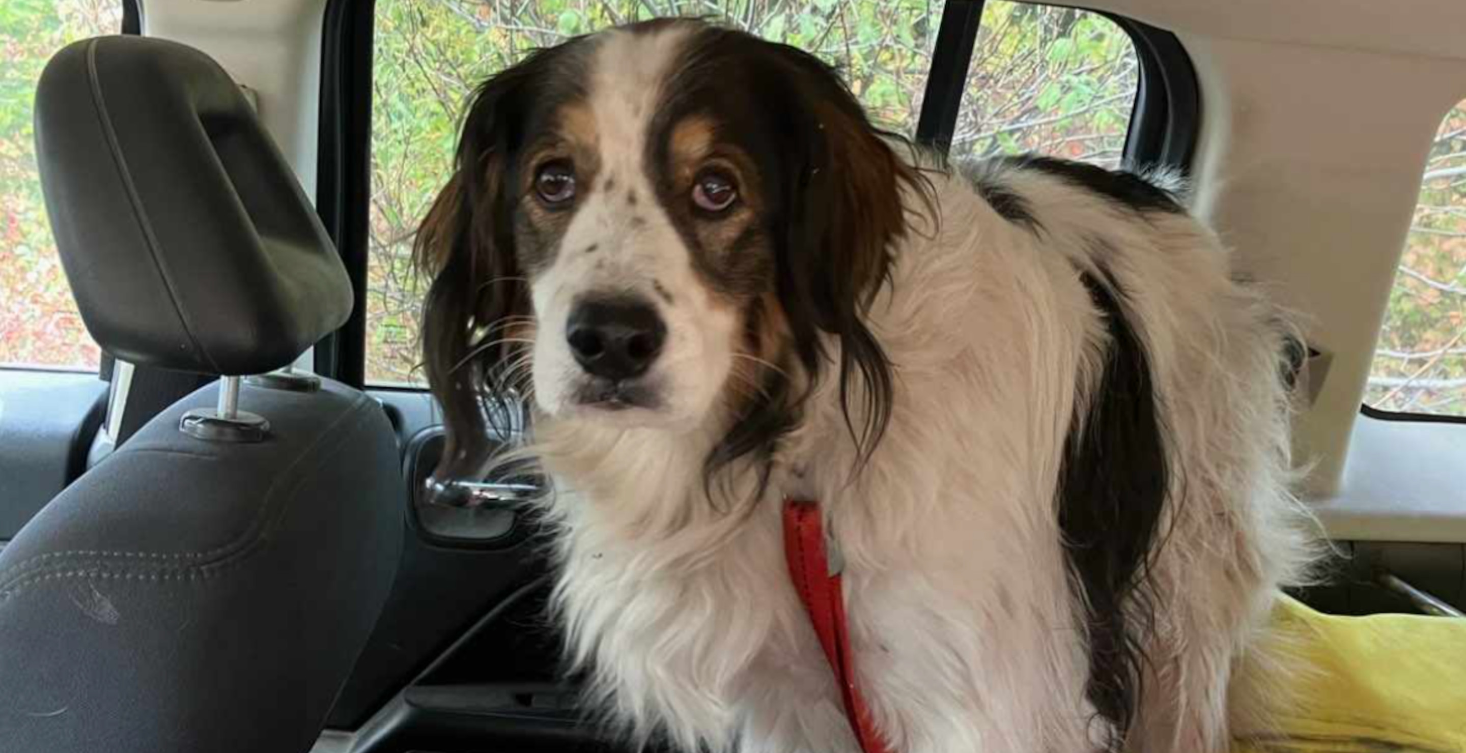 Washington Deputy Follows A Dog Sitting In The Middle Of Street And Makes Startling Discovery