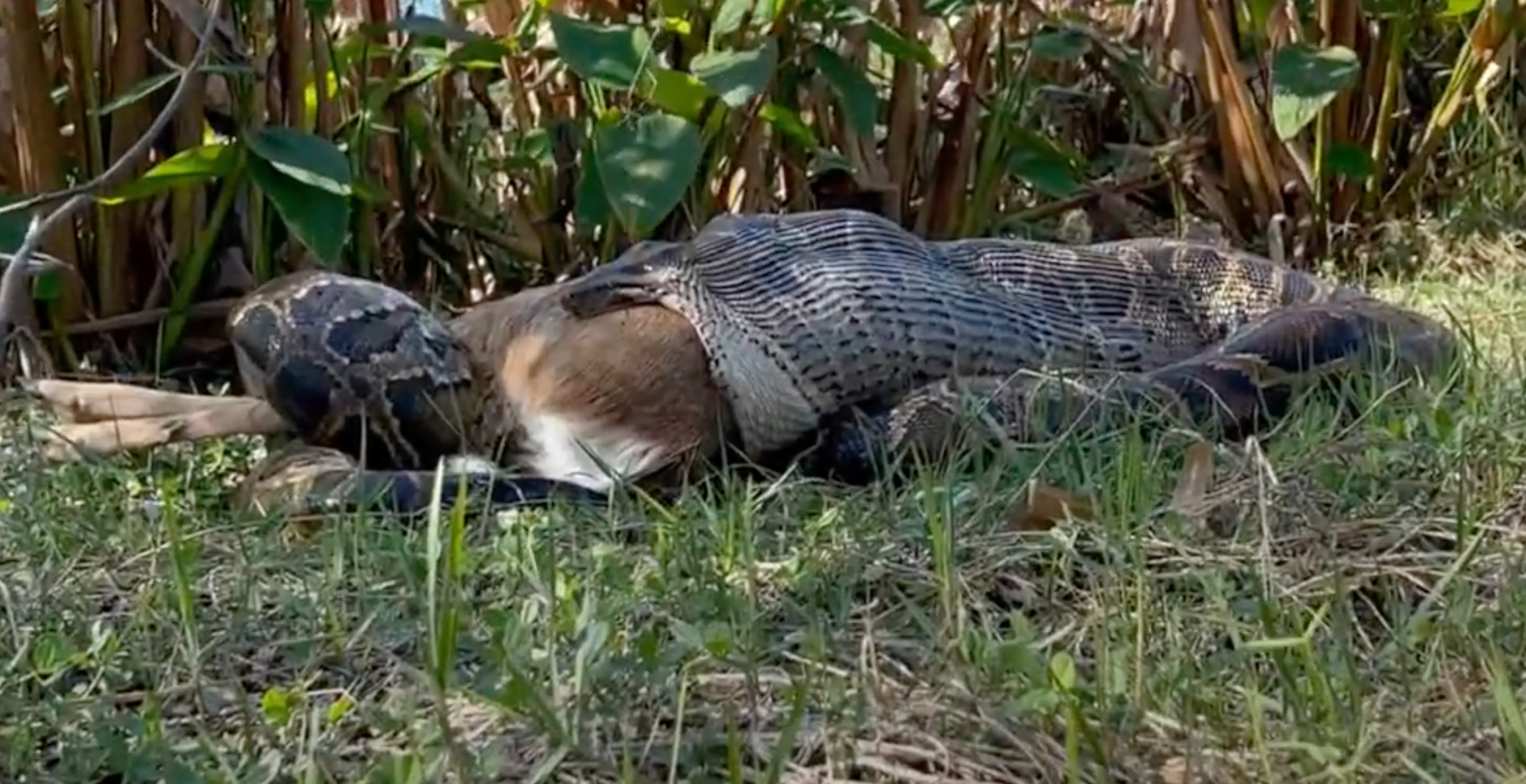 Wild Footage Shows Burmese Python Swallowing 77-Pound Deer