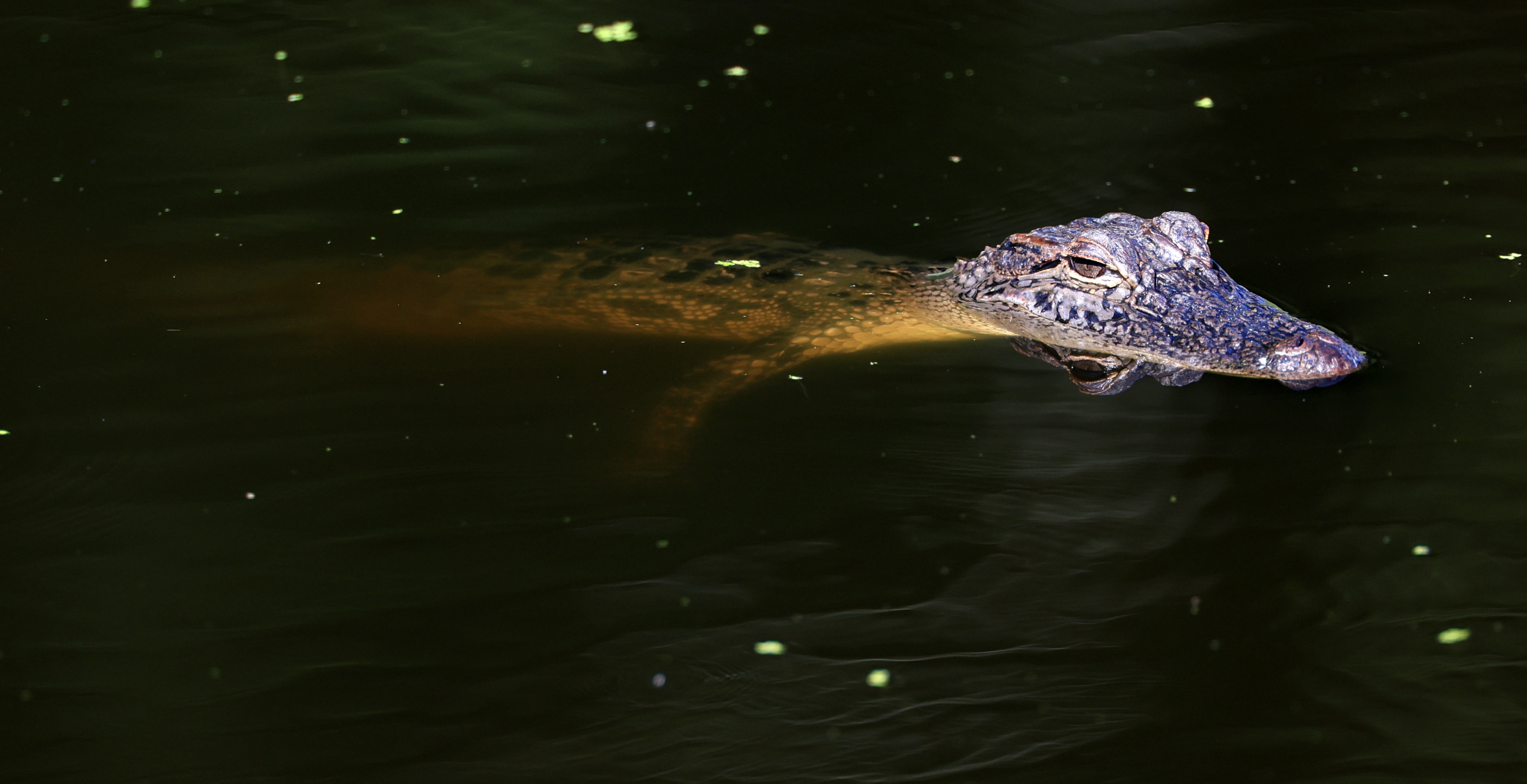 Wild Video Shows Alligator Attacking Vehicle In Hurricane Milton Floodwaters