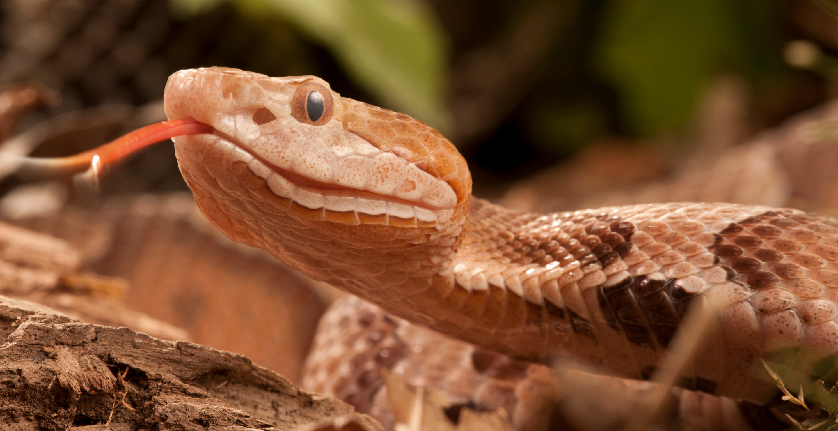 Woman Got Lost In The Mountains For Days Then A Venomous Snake Bit Her