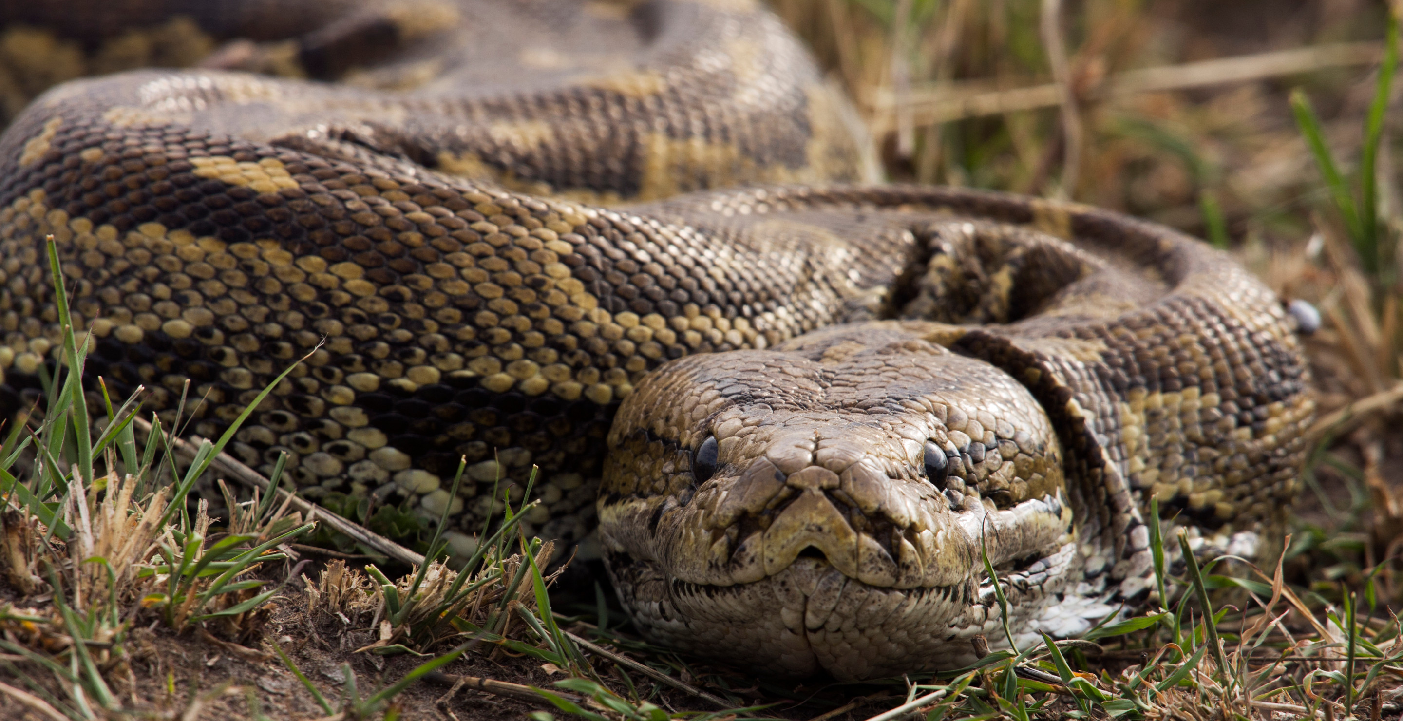 Woman Noticed Funky Smell In Her Car, Shocked To Discover Python Hiding Inside Vehicle